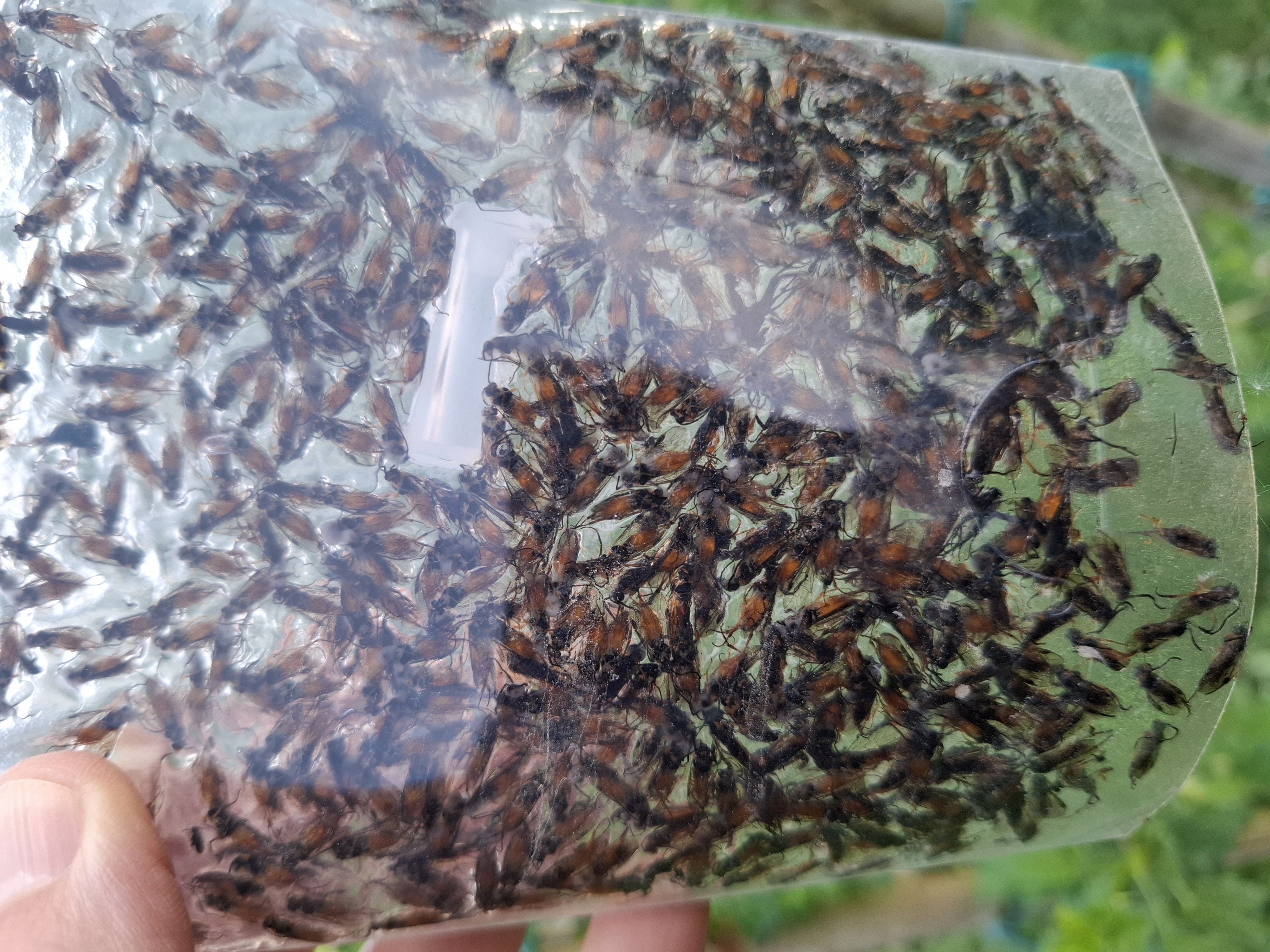 foto 9 bessenbladwesp