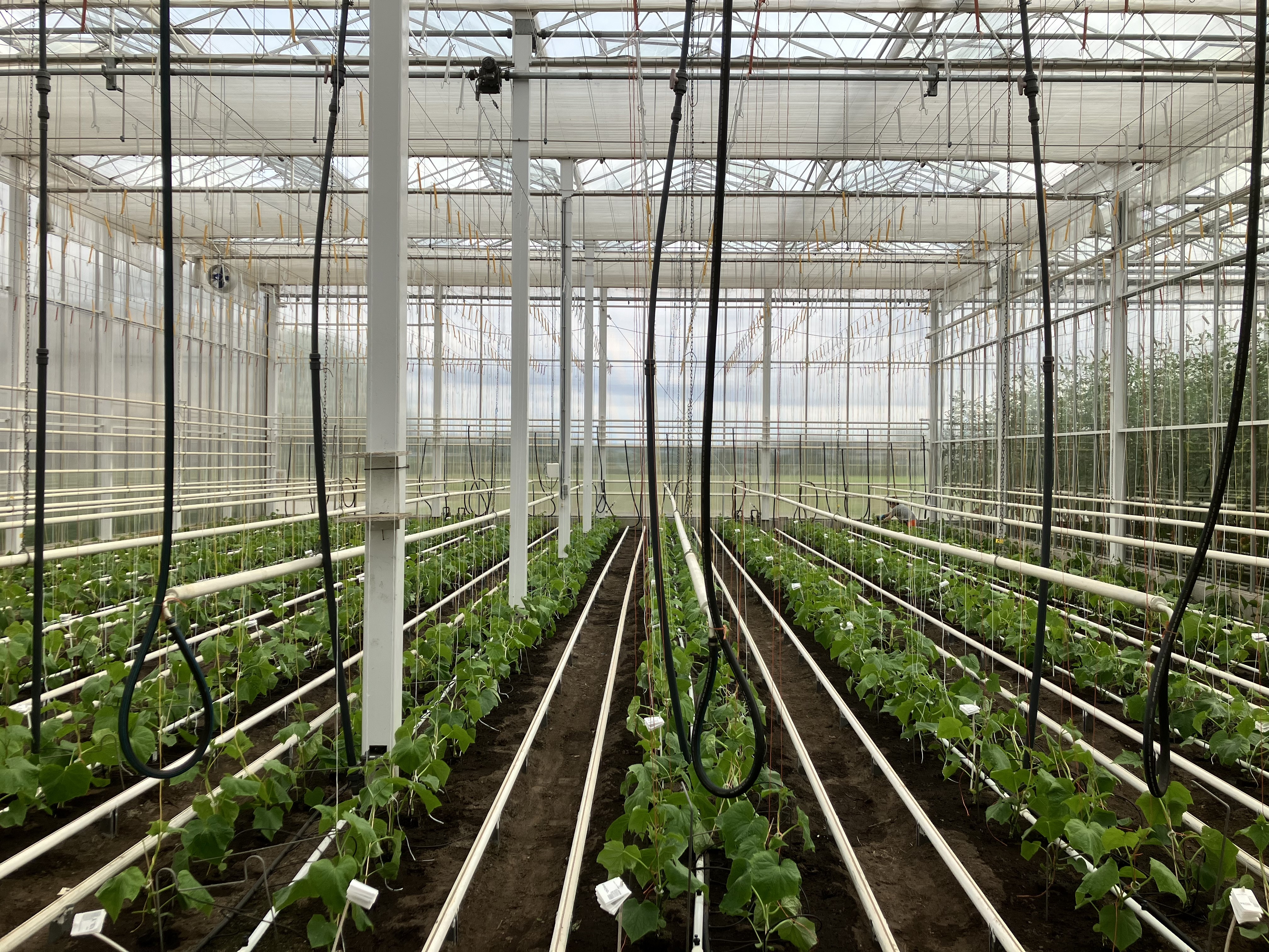 aanplanting komkommer