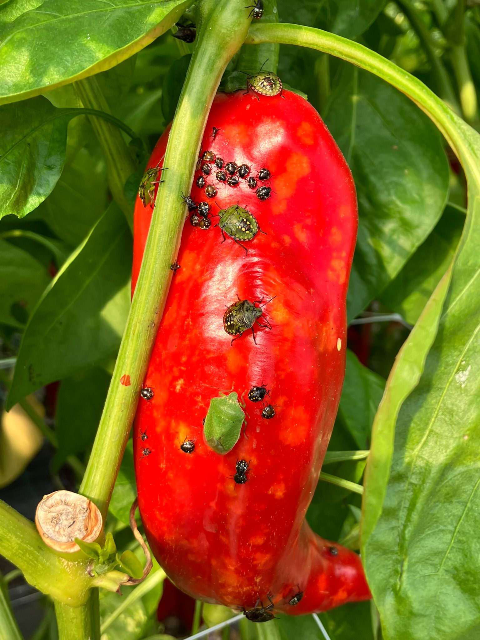 nezara paprika