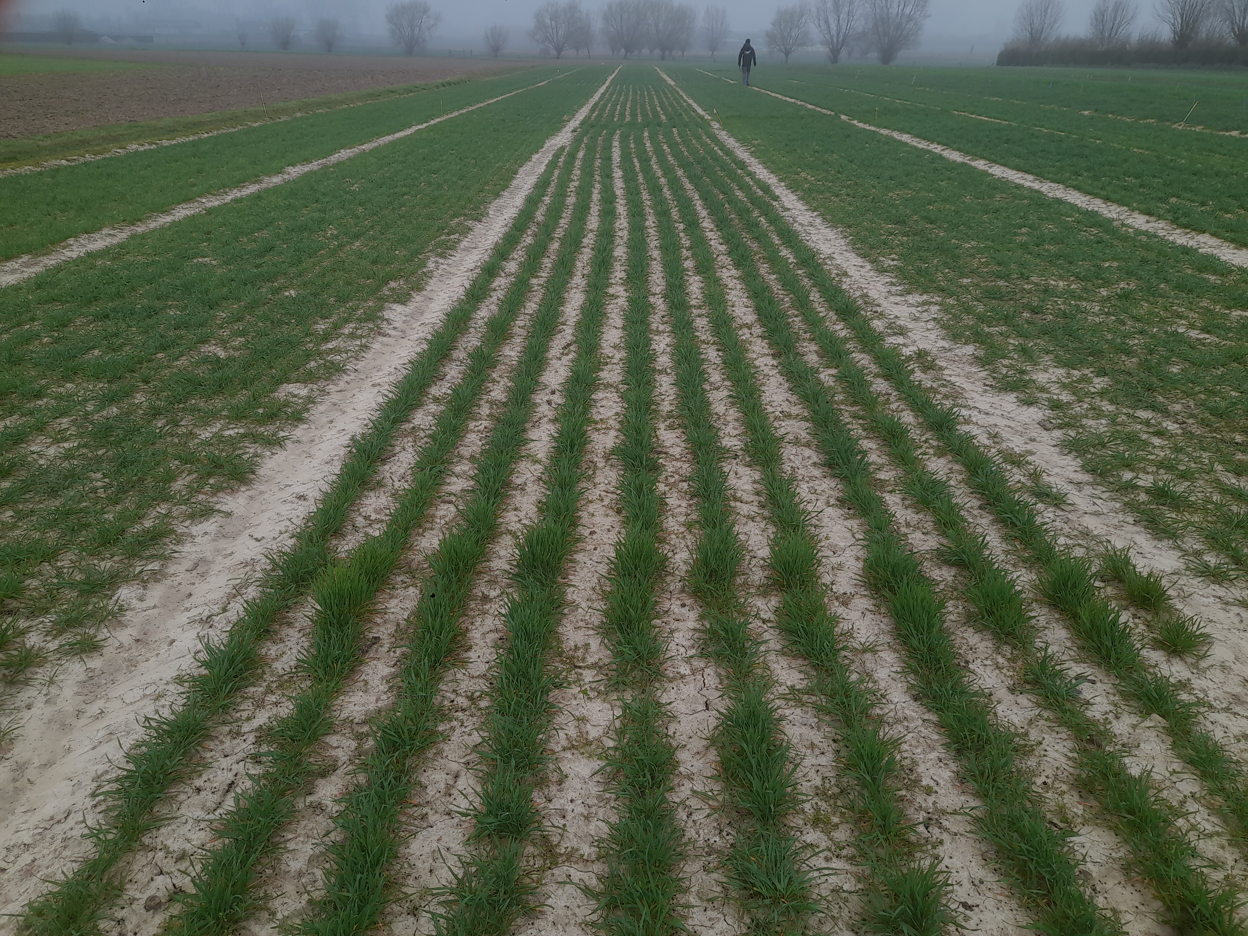 foto 1 wintertarwe