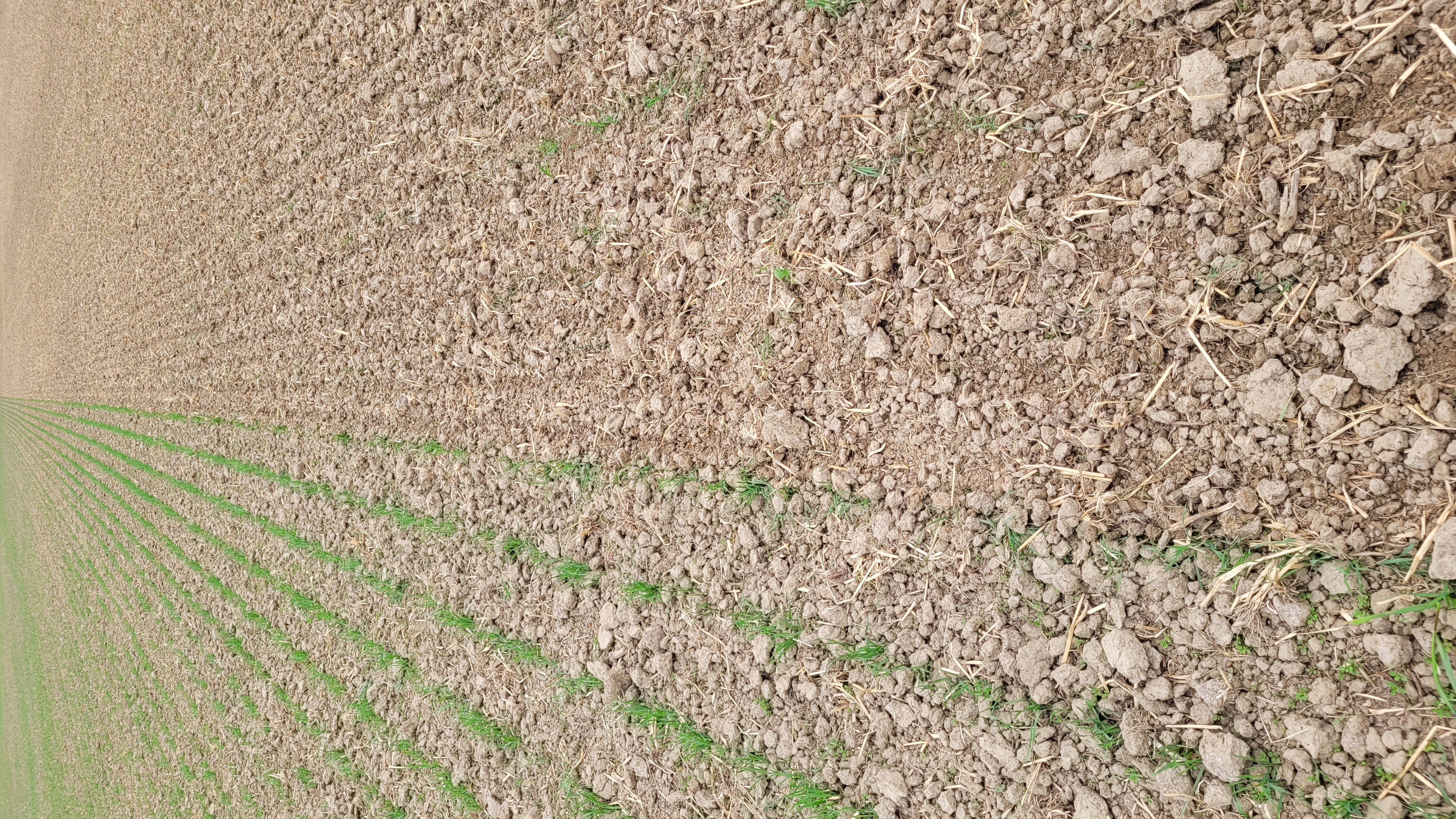 wiedeggen zomertarwe Karel