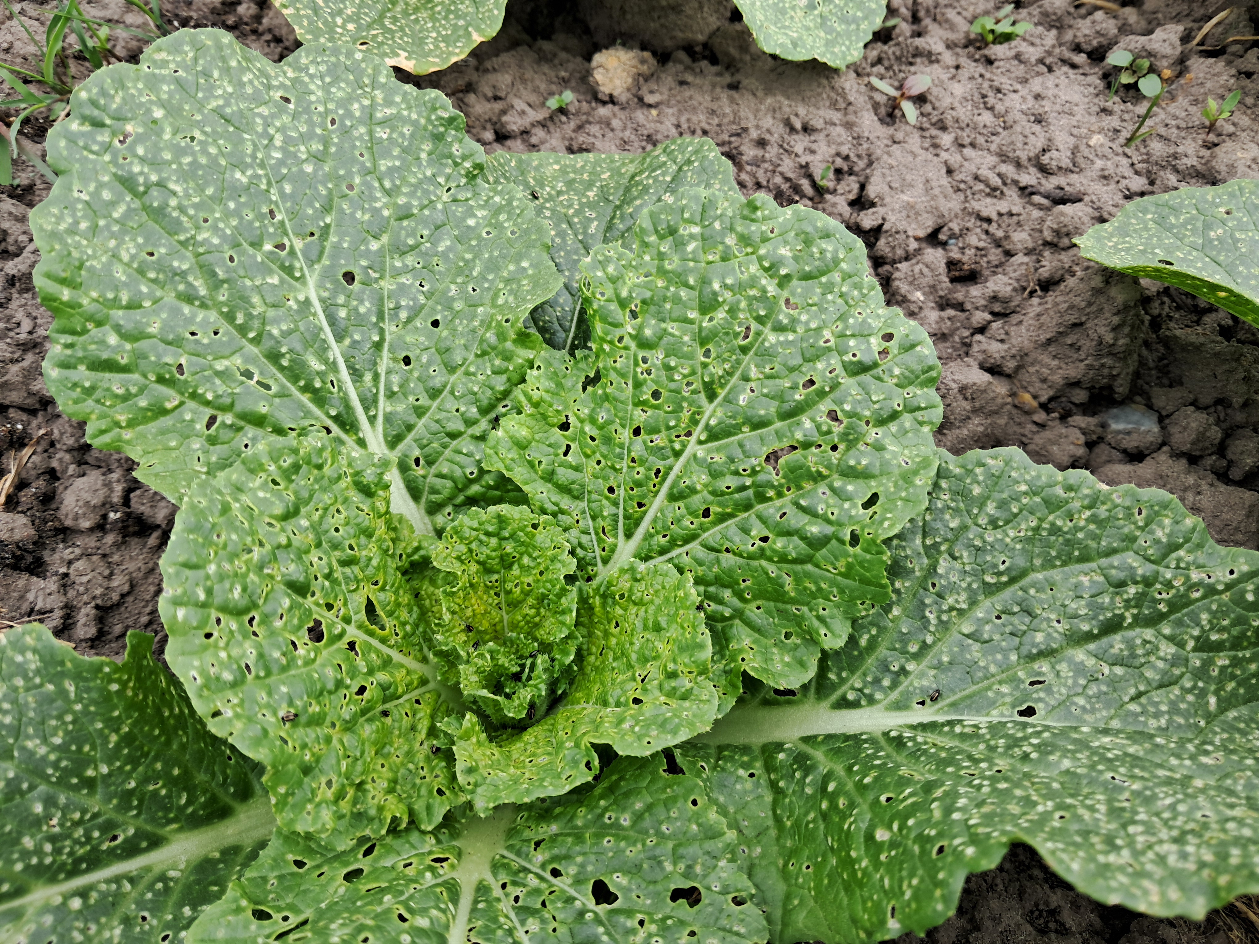 schade aardvloo