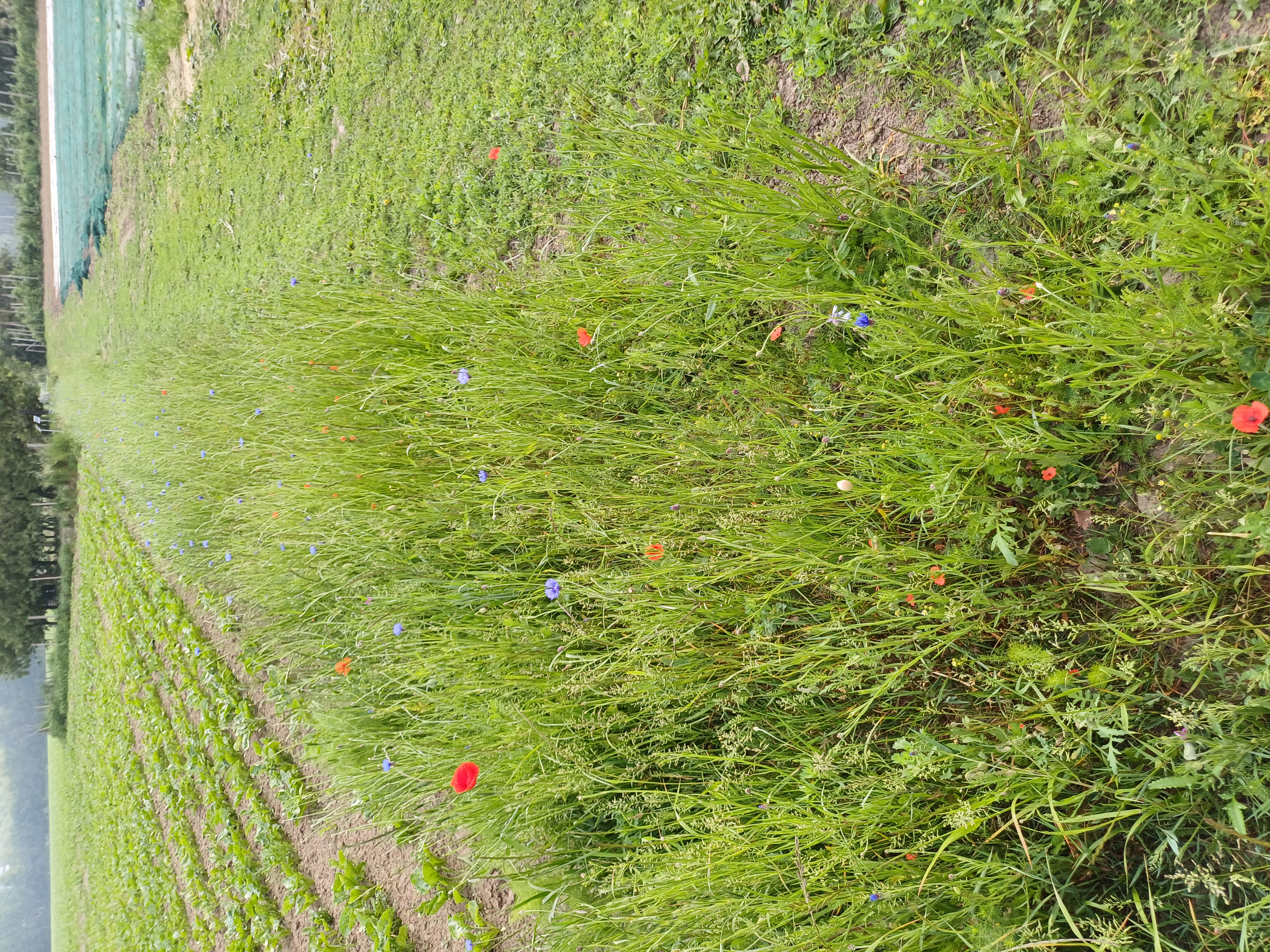 vestigingsfase bloemenrand najaarszaai