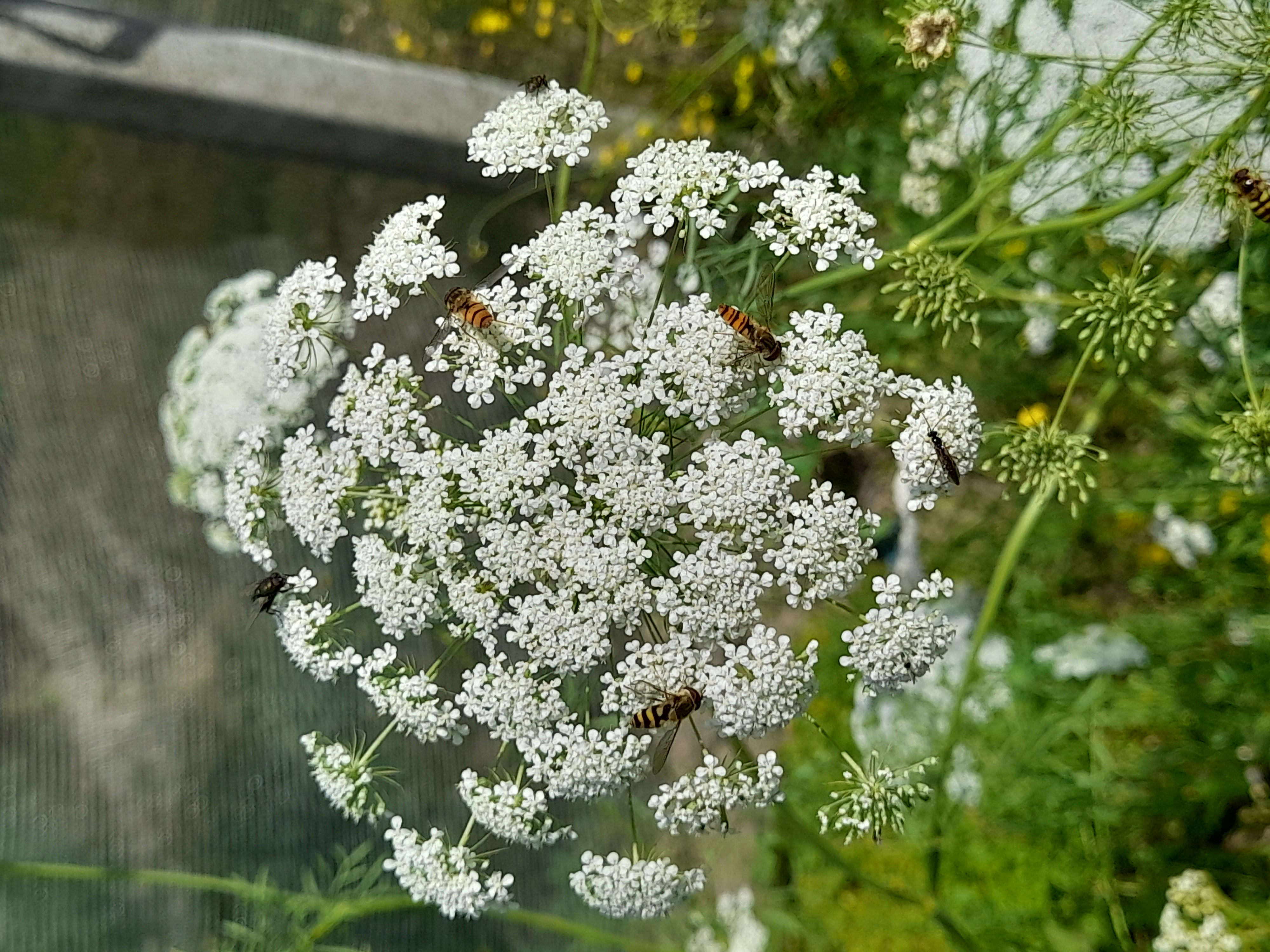 zweefvlieg