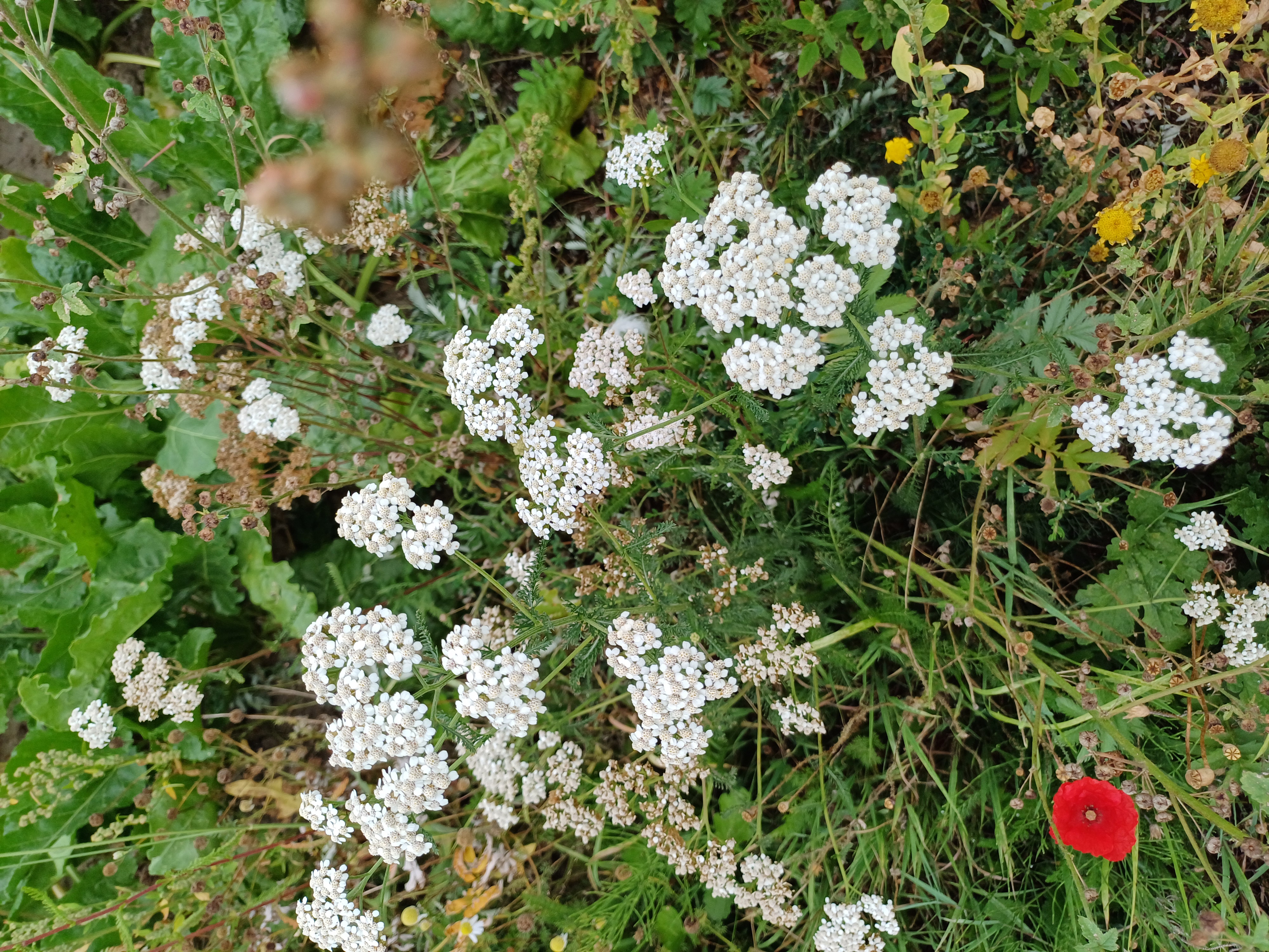 duizendblad