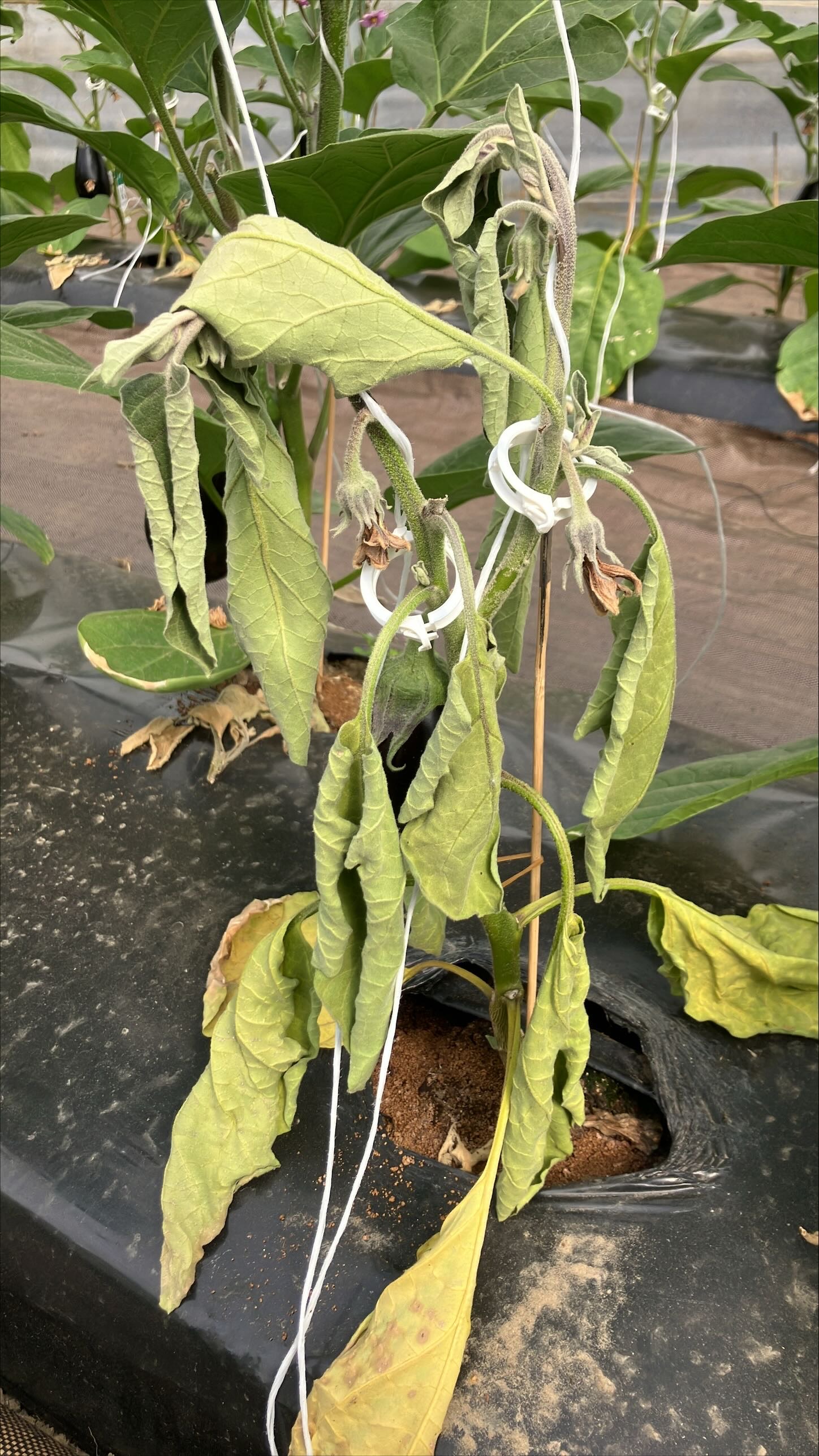 verticillium in aubergine
