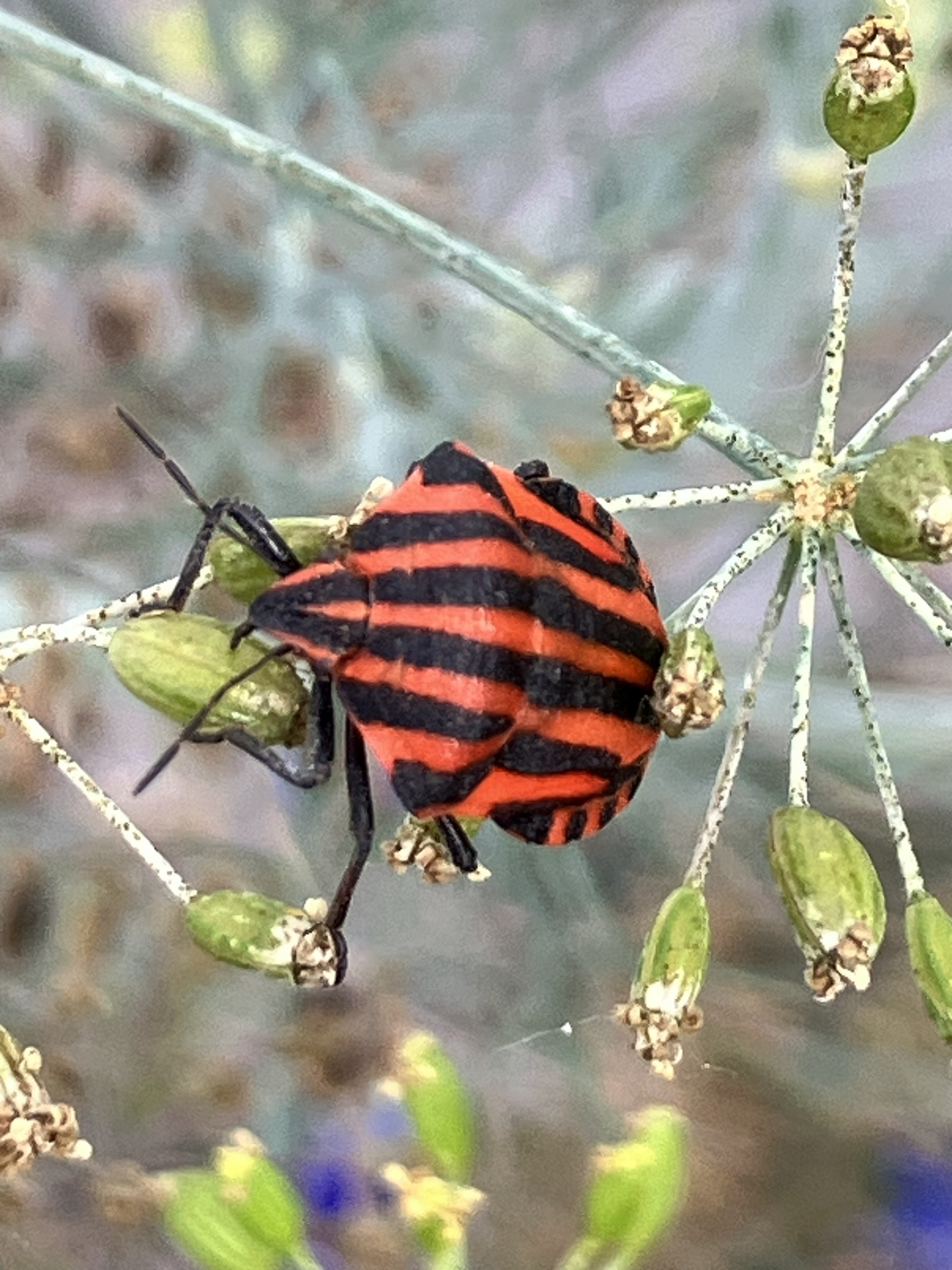 pyamawants