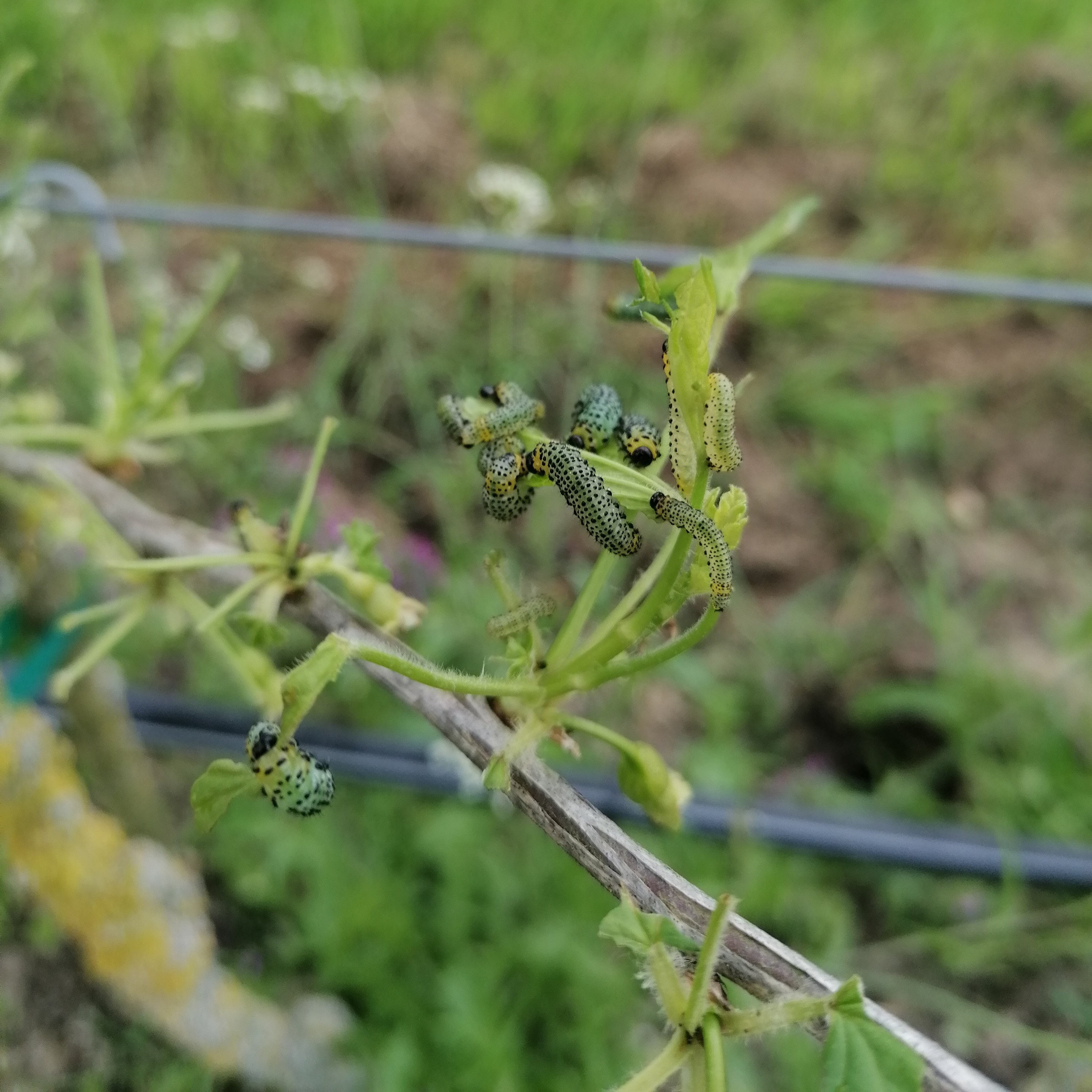 foto 3 bessenbladwesp