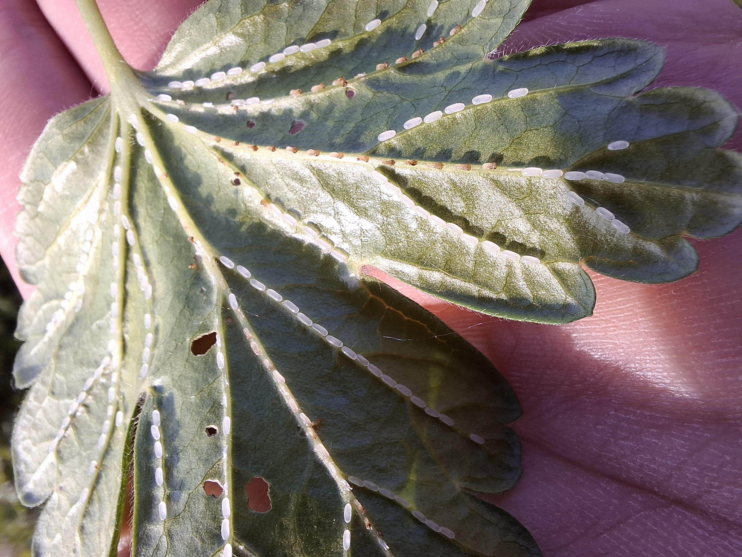 foto 2 bessenbladwesp