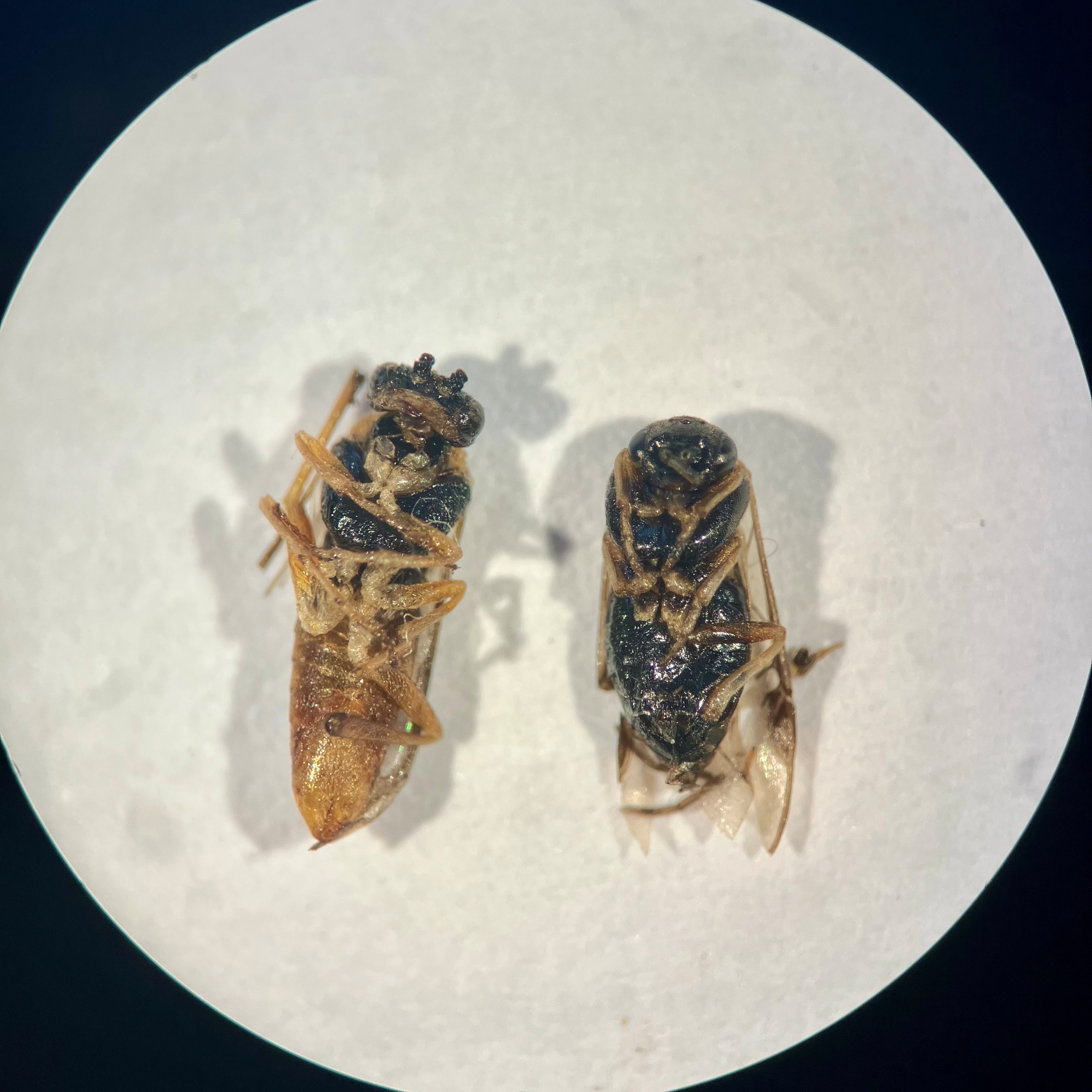 foto 4 bessenbladwesp