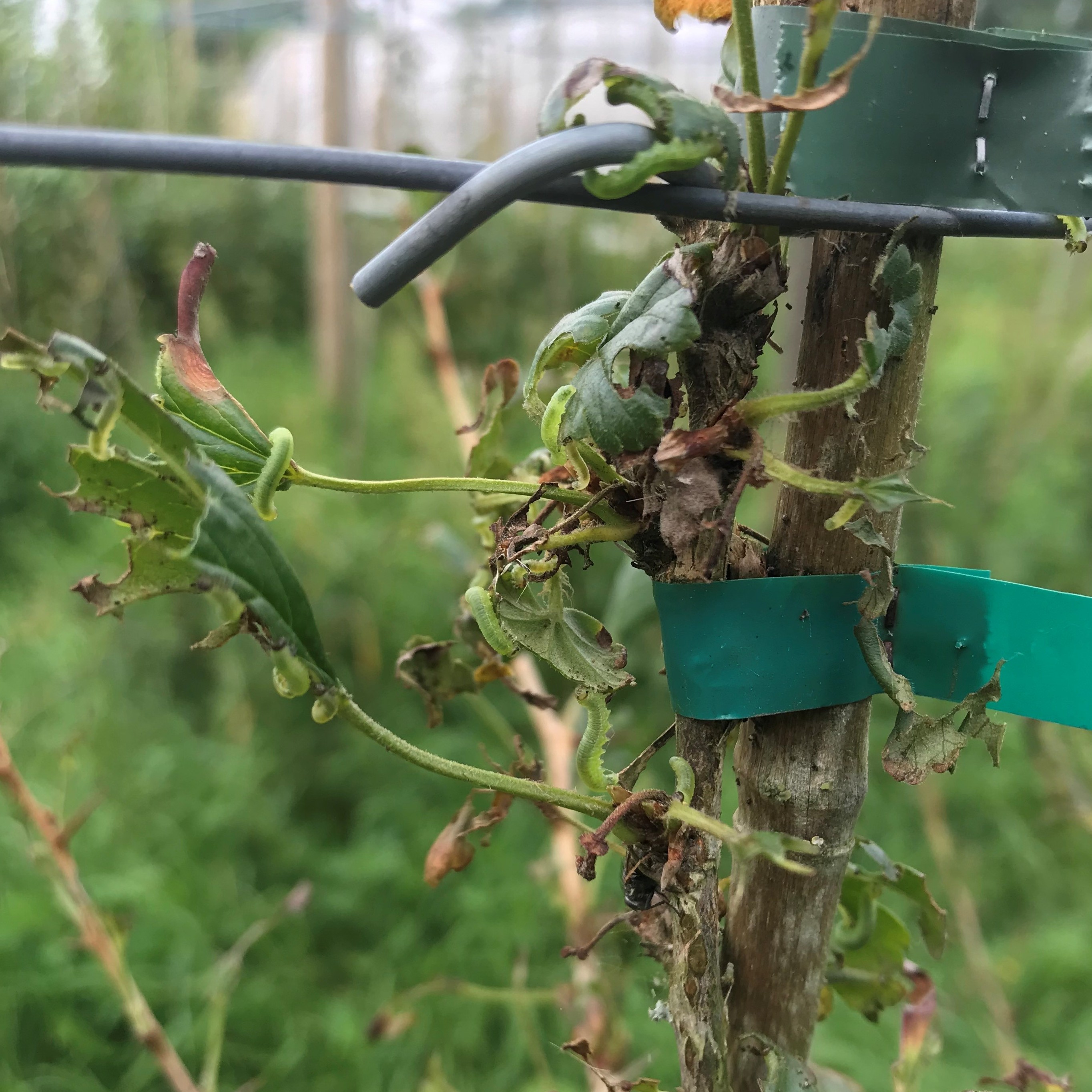 foto 6 bessenbladwesp