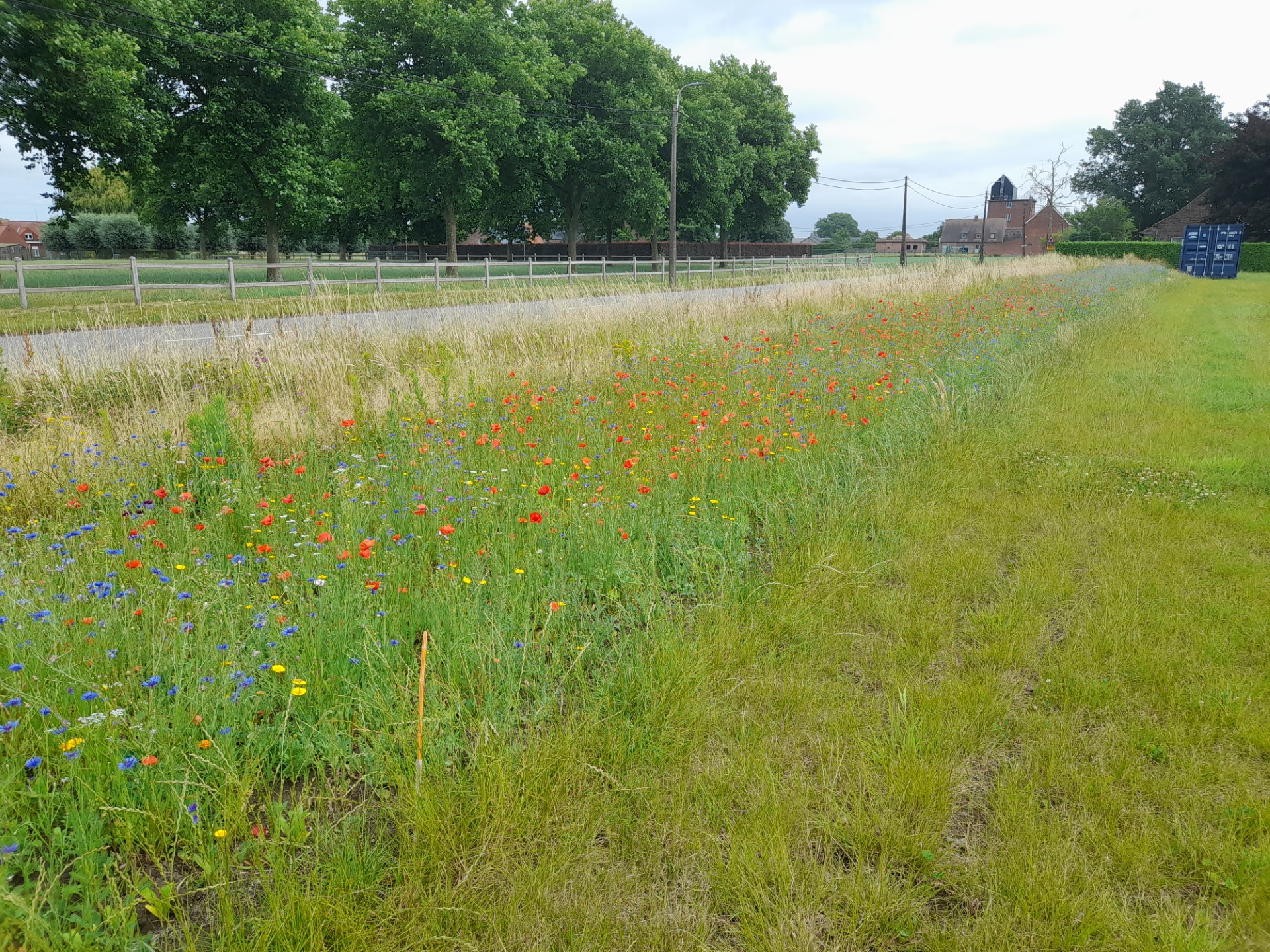 bloemenrand