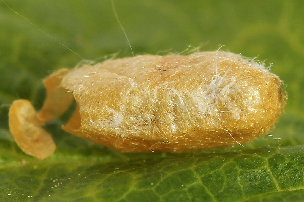 foto 7 bessenbladwesp