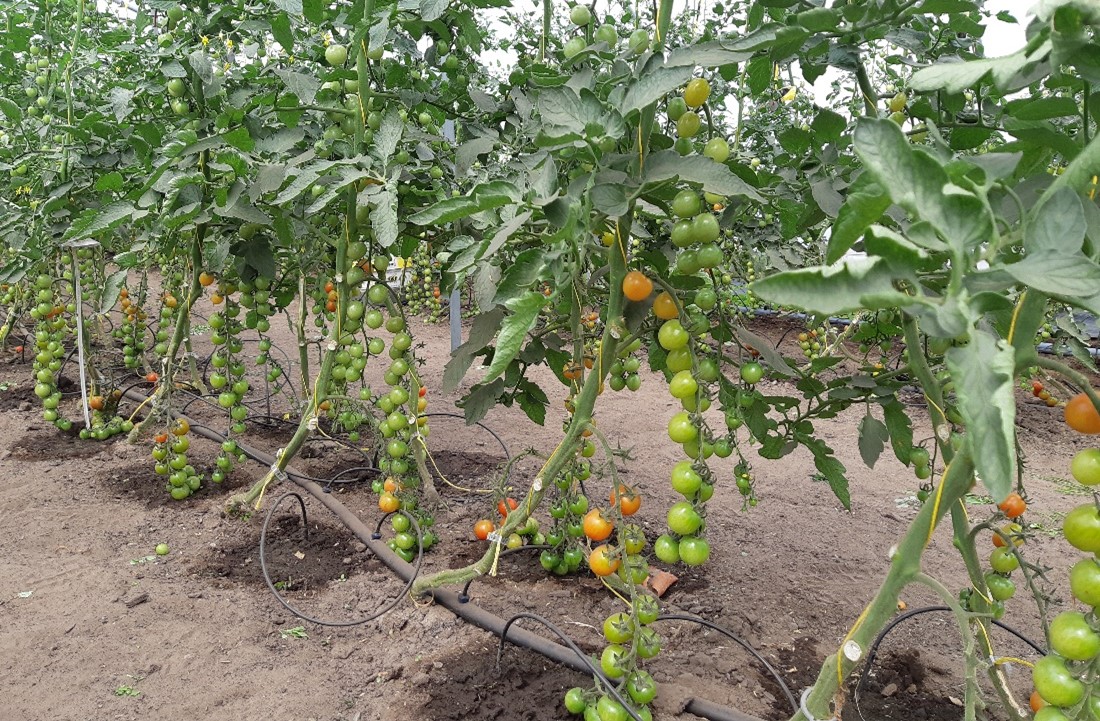 irrigatie tomaat