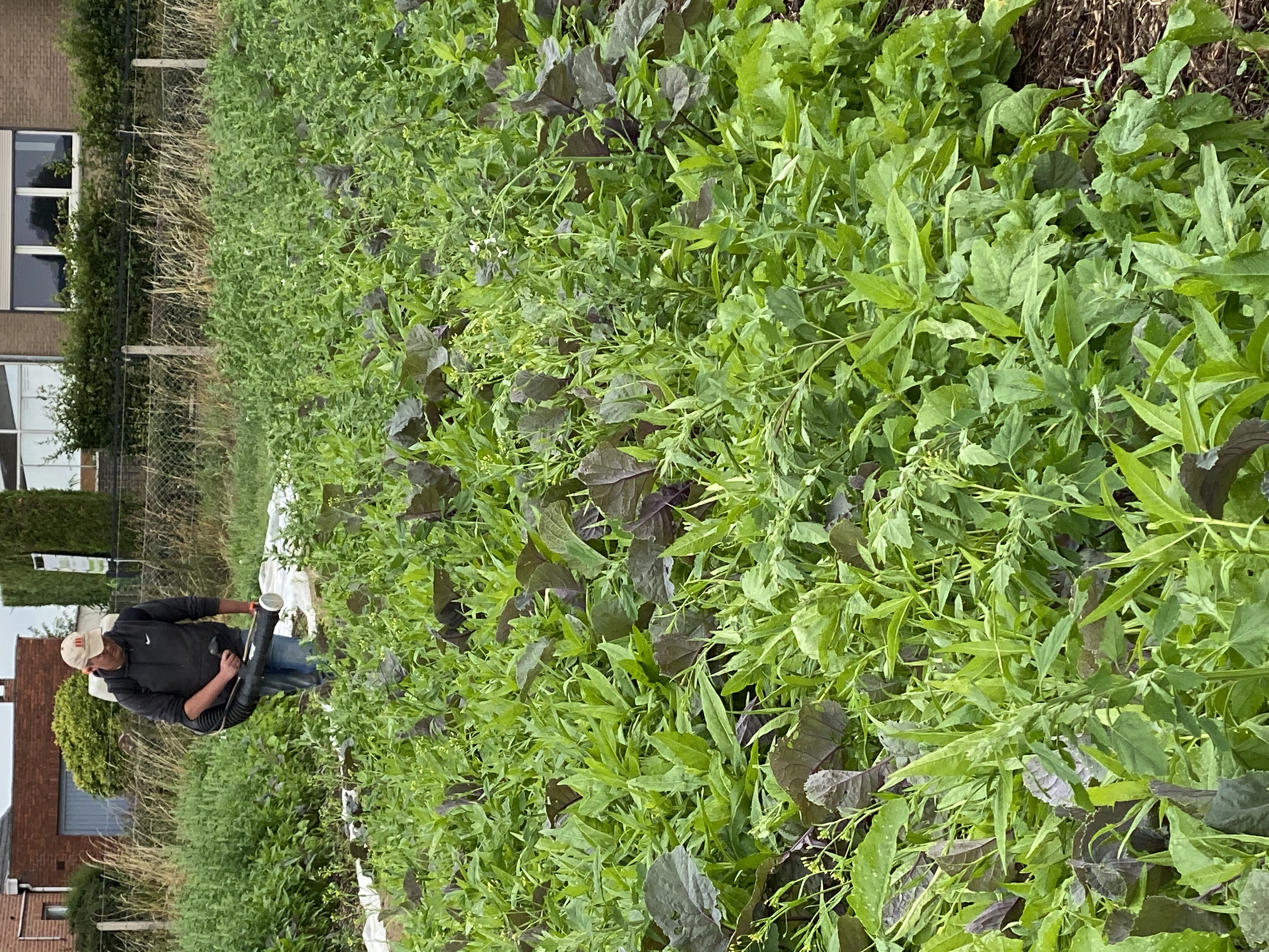 Aminozuren spuiten op groenbedekkers