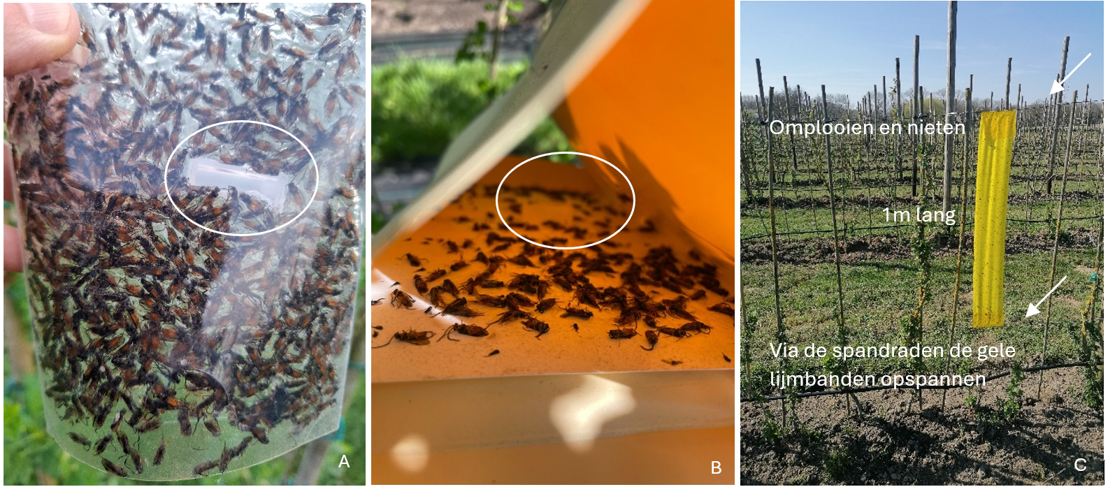 figuur 1 pak ribessii