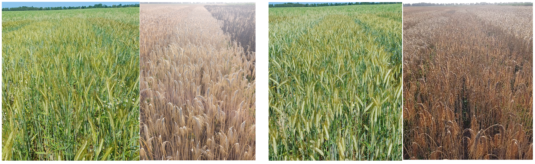 figuur 3 triticale