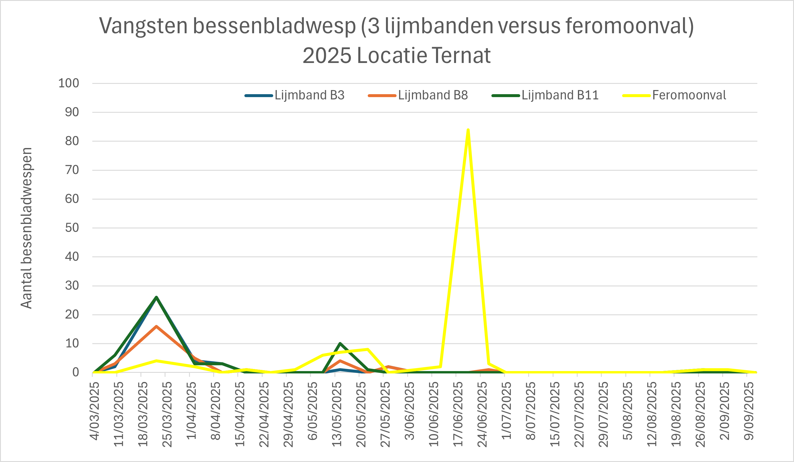 figuur 3 bessenbladwesp