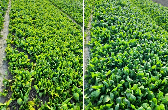 figuur 3 handelsmeststoffen