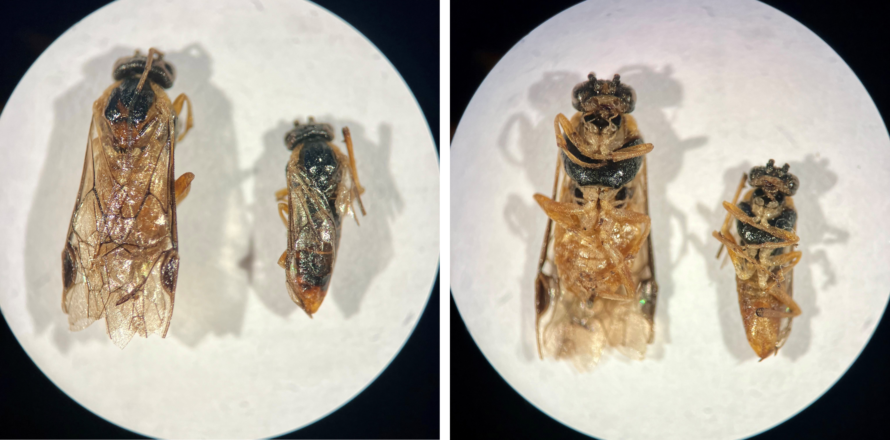 foto 1 bessenbladwesp