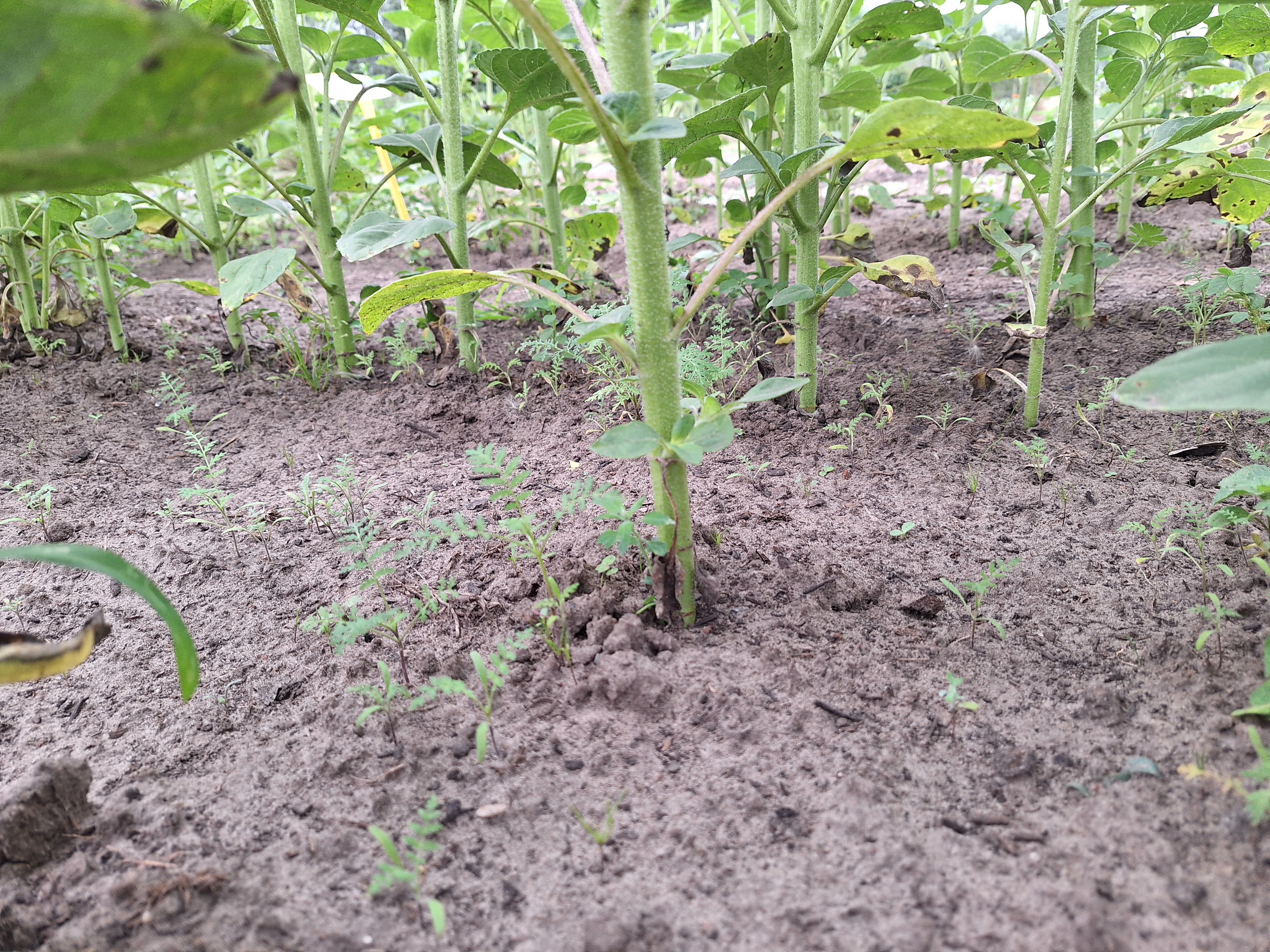 onderzaai facelia zonnebloem