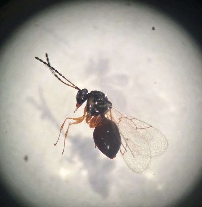 Leptopilina japonica