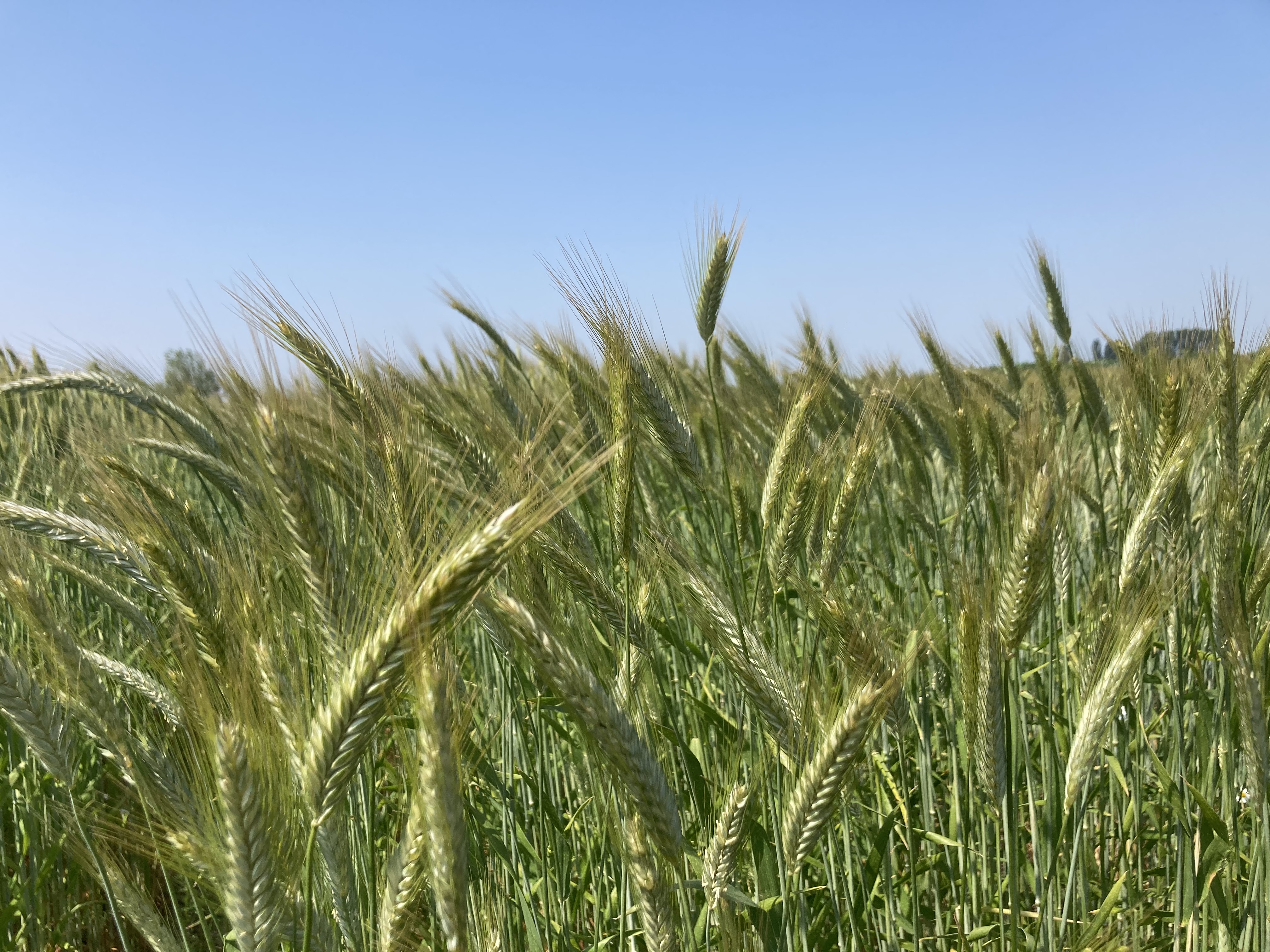 triticale