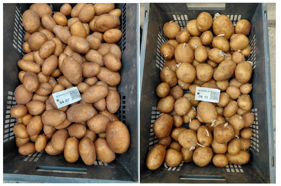 kiemrust aardappelen