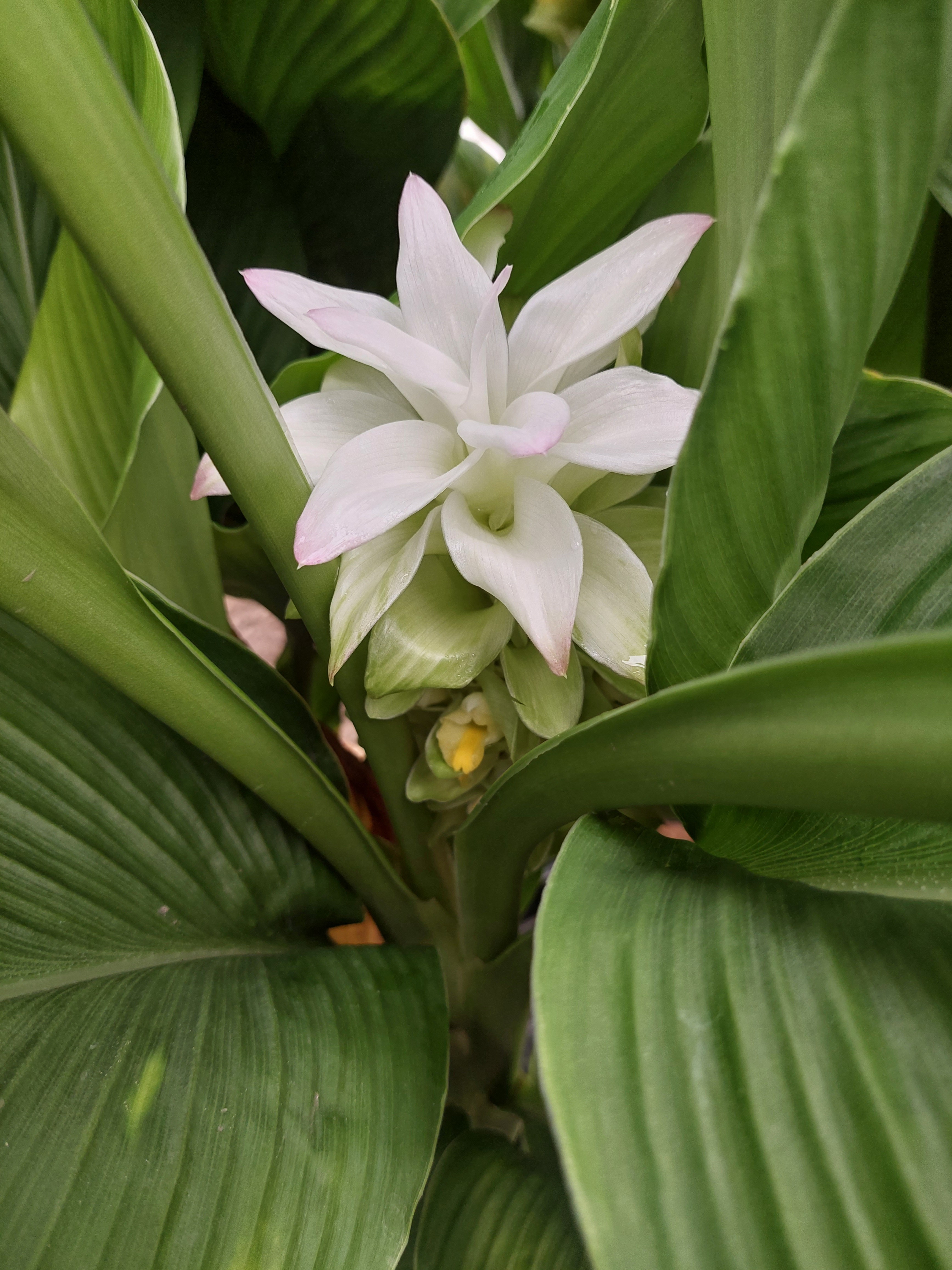 kurkumabloem