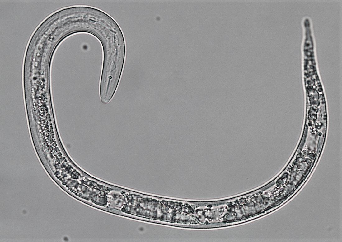 nematode