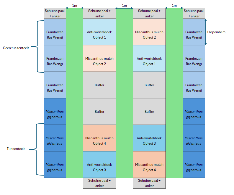 Proefveld miscanthus en framboos