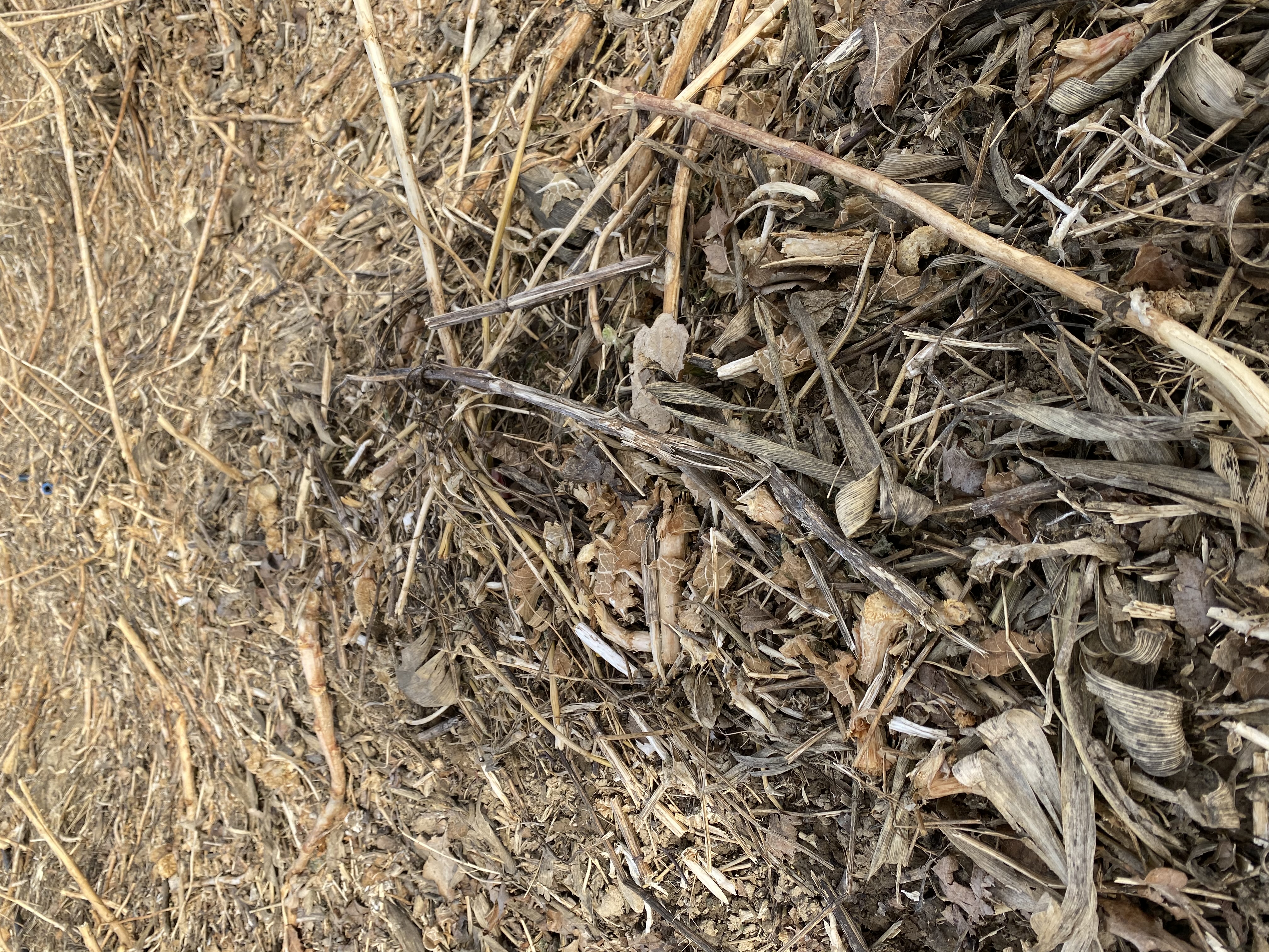 Residus op rug voor het planten in maart