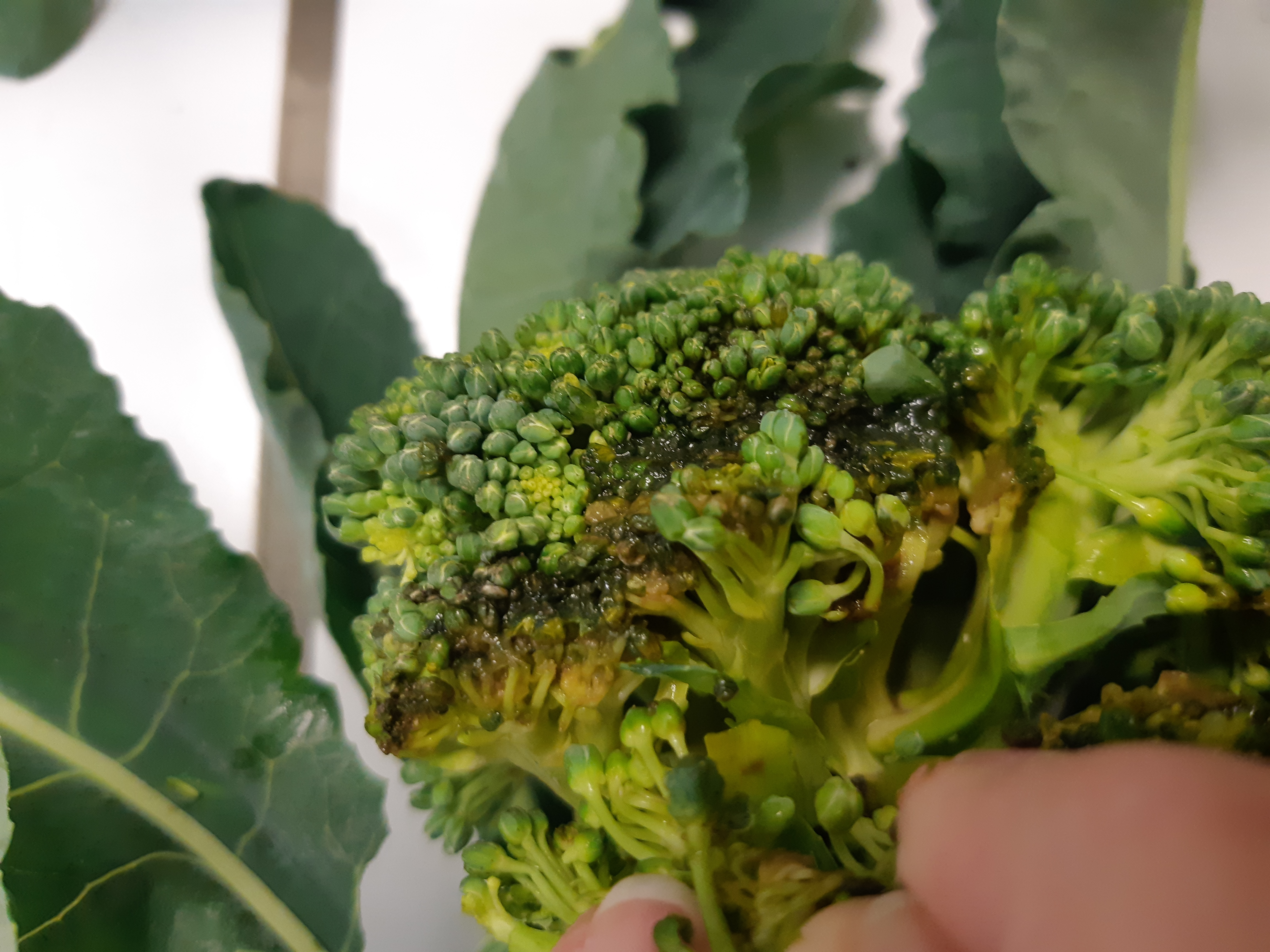 alternaria broccoli