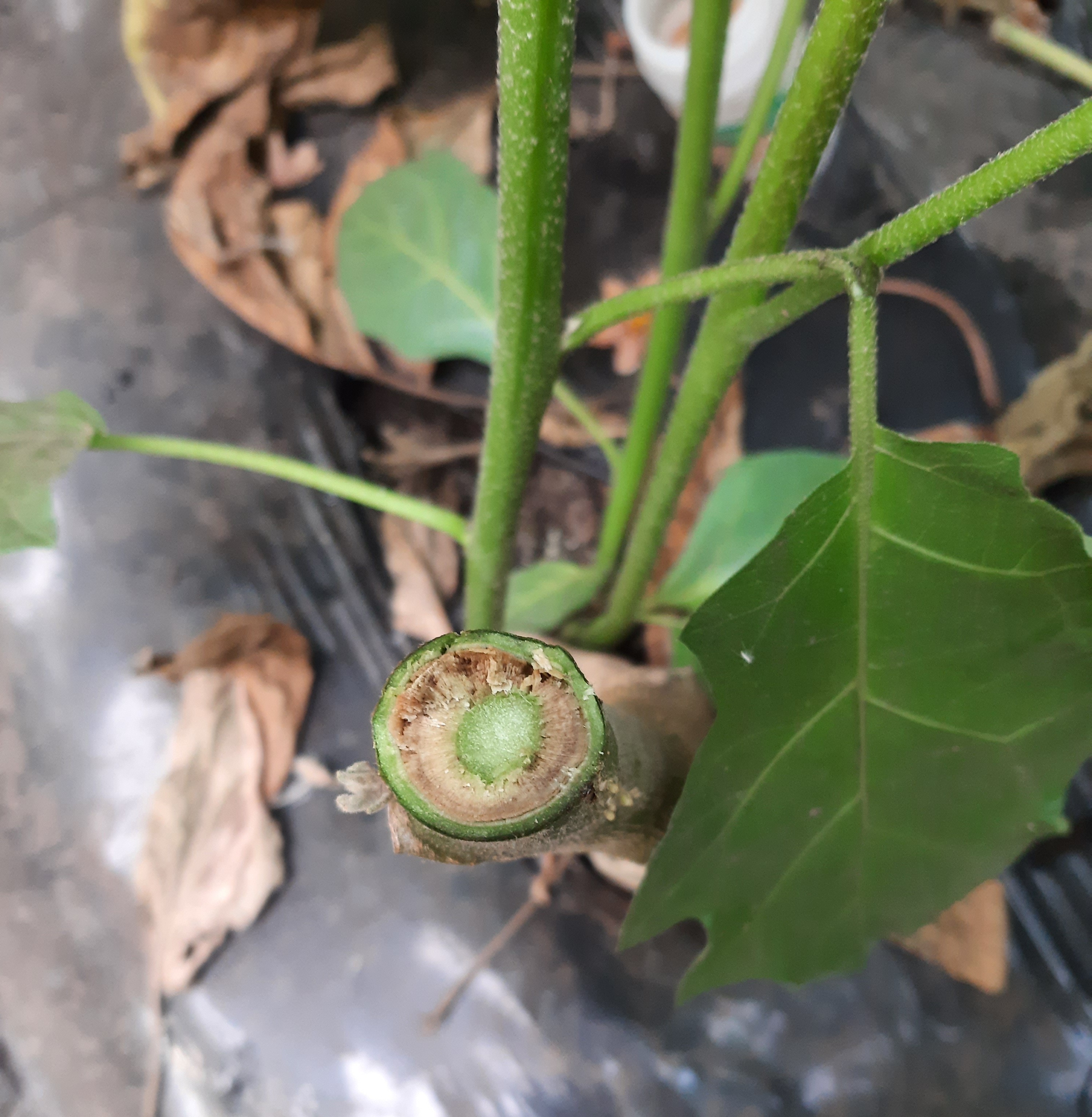 verticillium vaatbundels