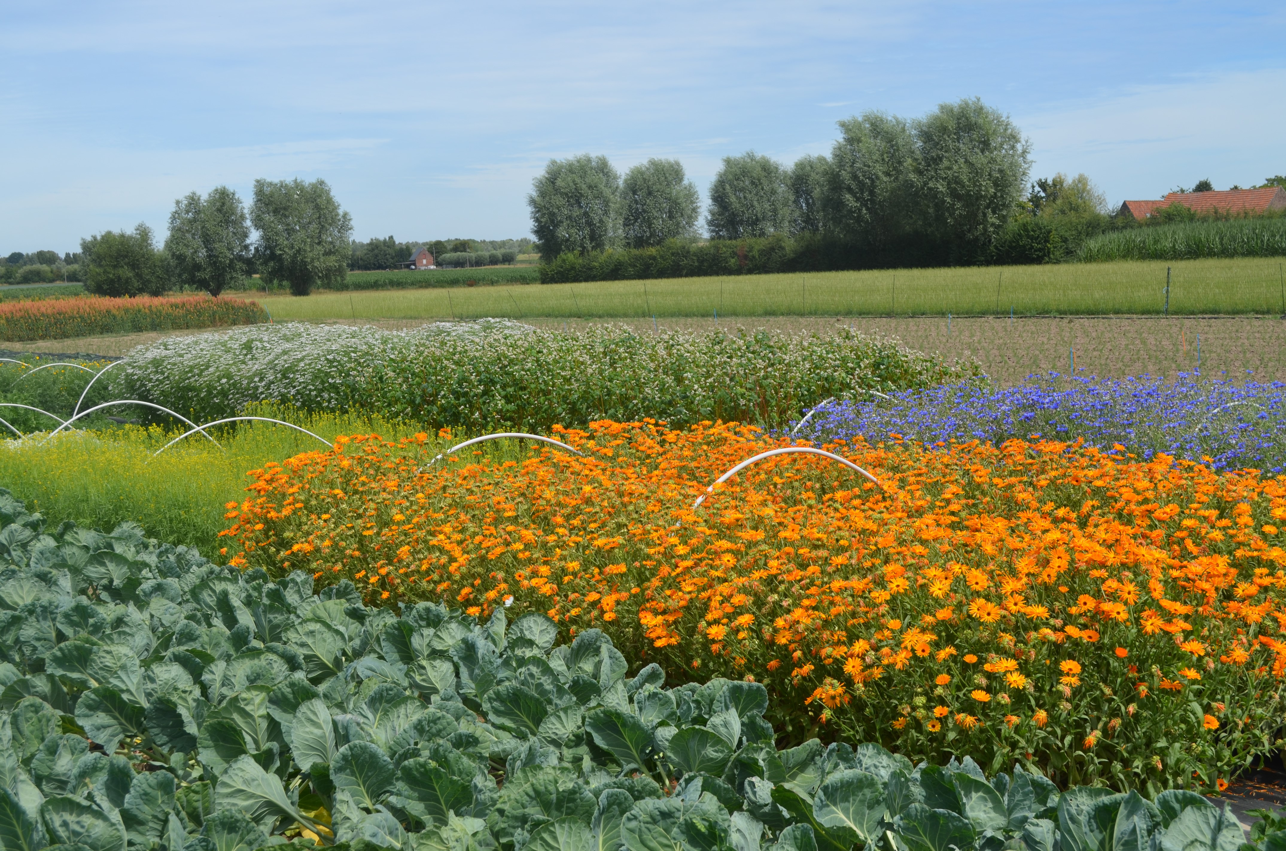 bankerplanten