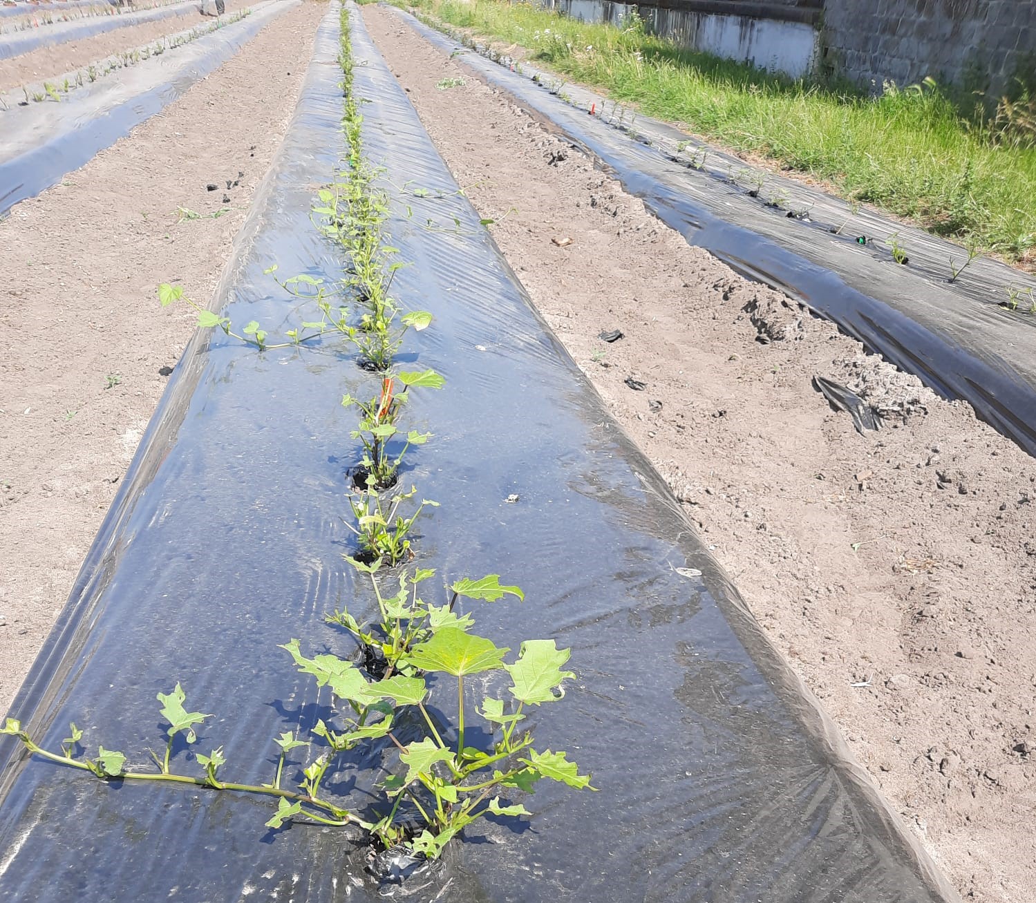 schadebeeld regio Mechelen