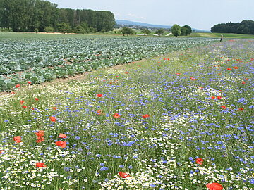 Bloemenrand voor nuttige insecten naast kolenperceel. Foto: Lukas Pfiffner, FiBL.