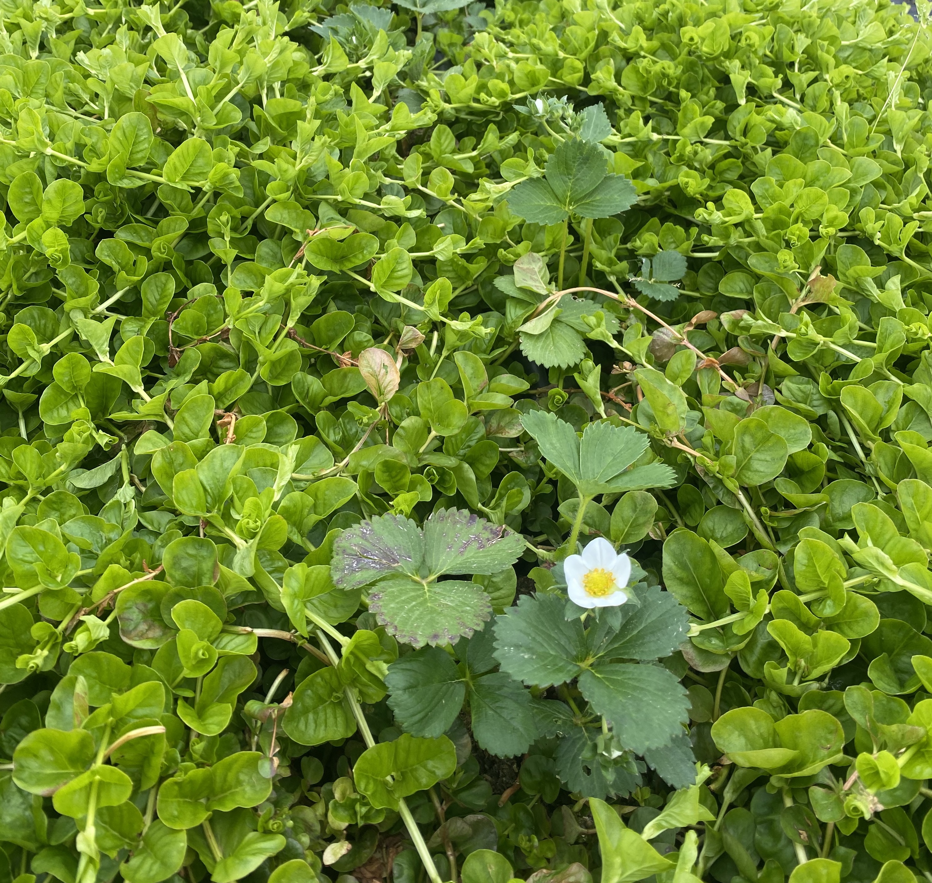 fig2