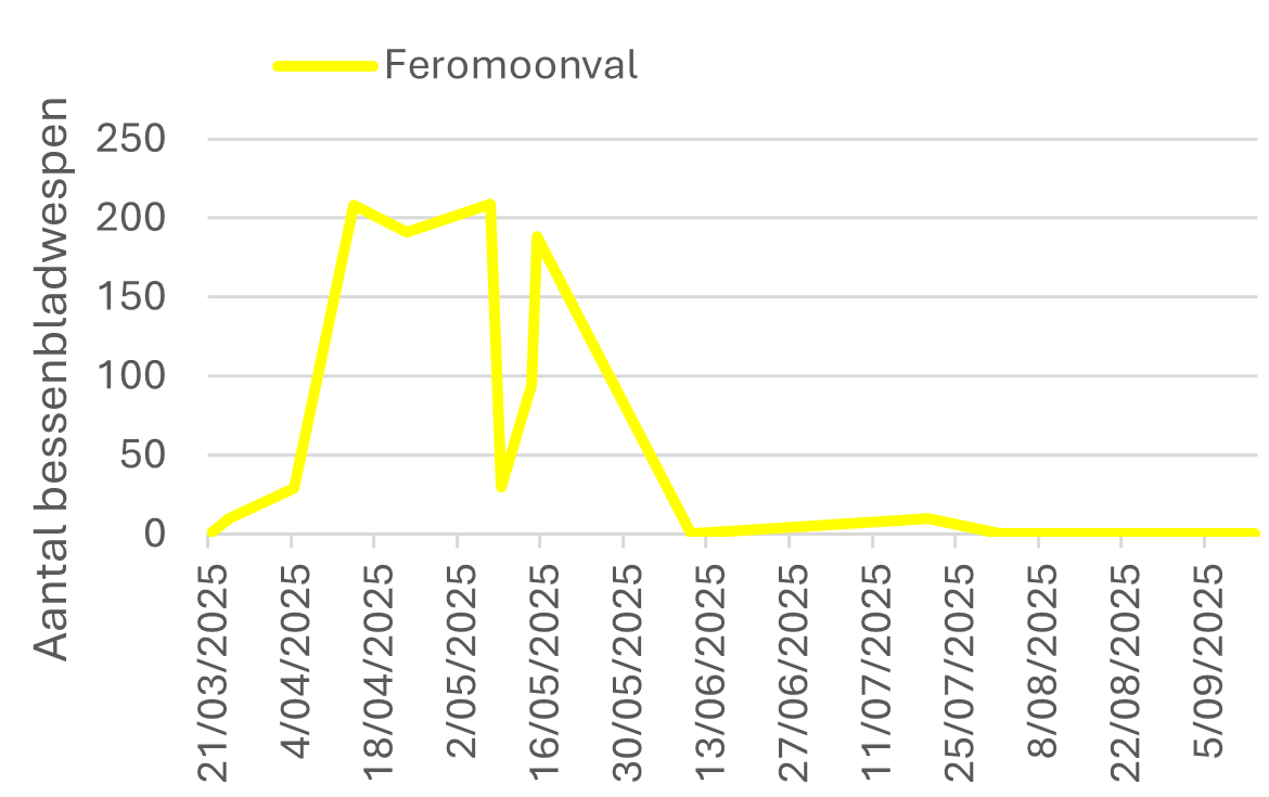 figuur 4b pak ribessii
