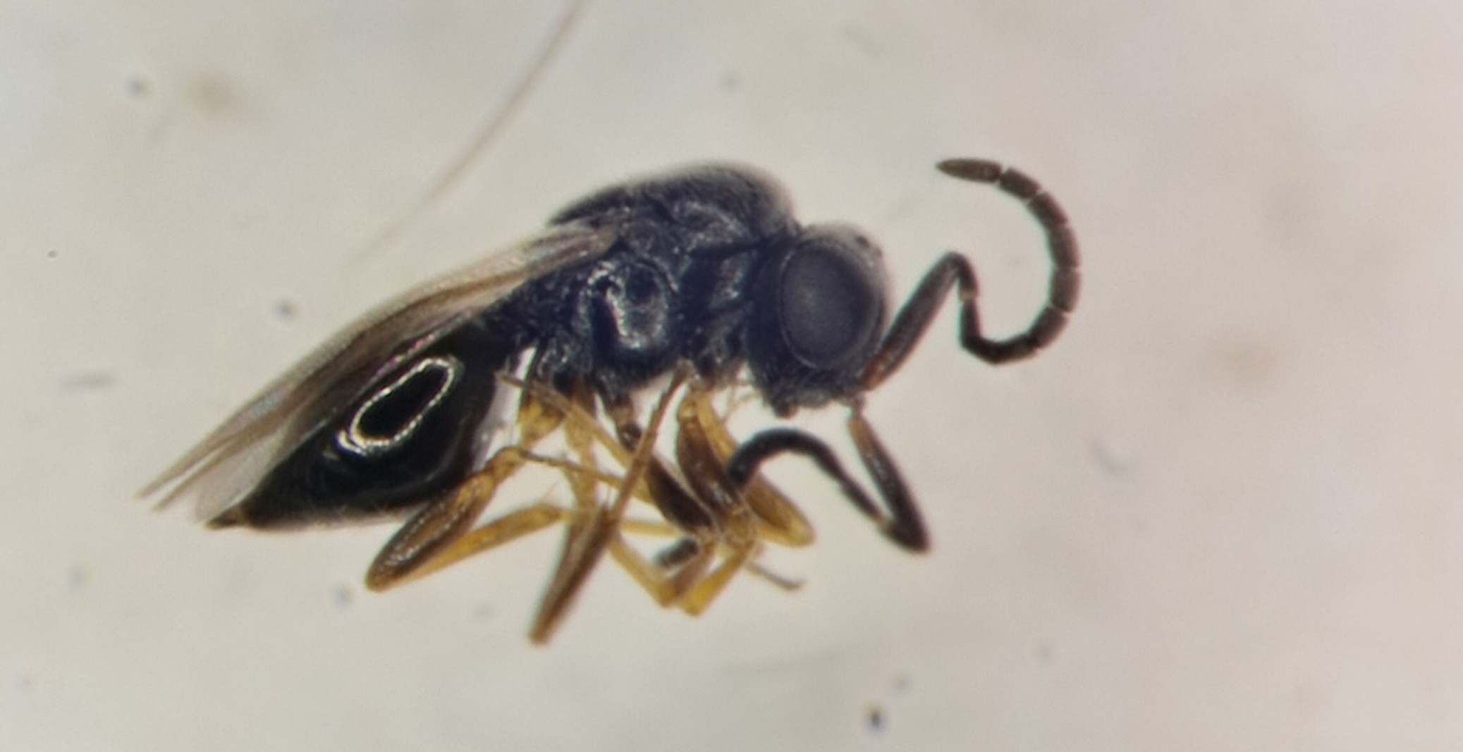 foto 2 biodiversikas