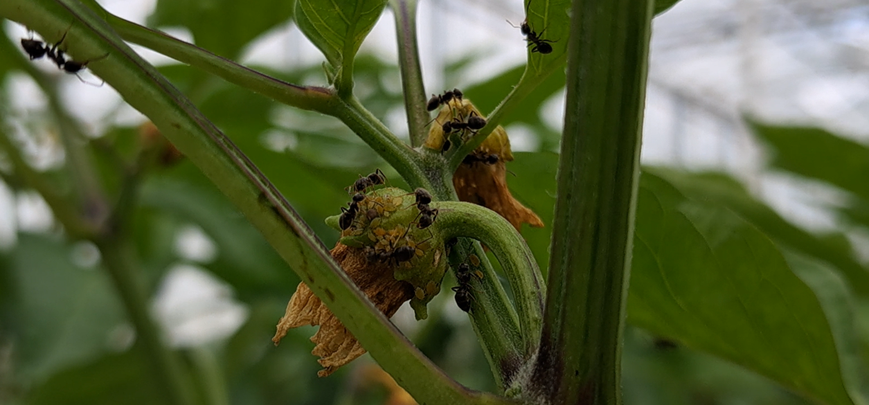 foto 3 biodiversikas