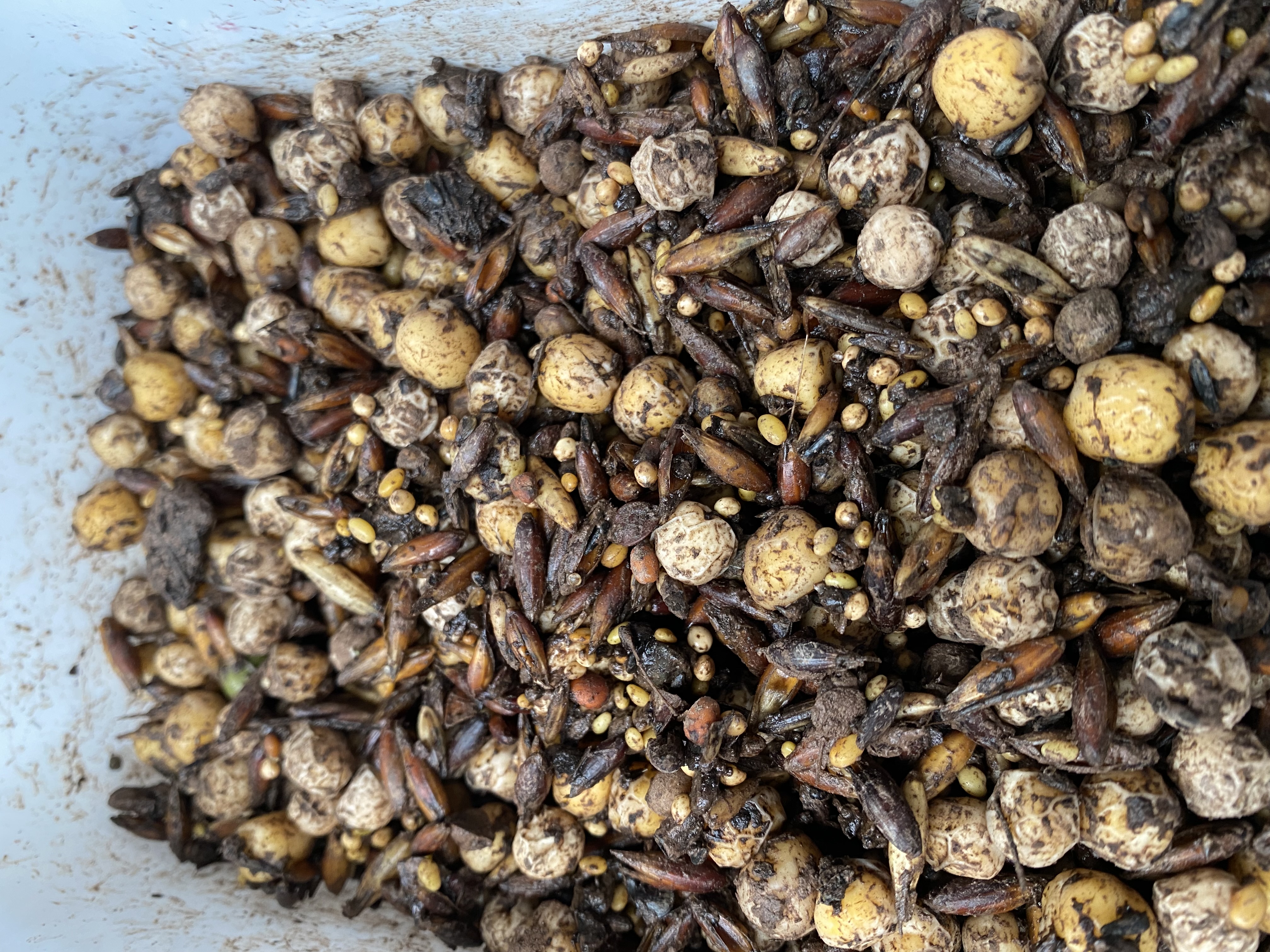 gecoat groenbedekker mengsel met schimmelrijk compost