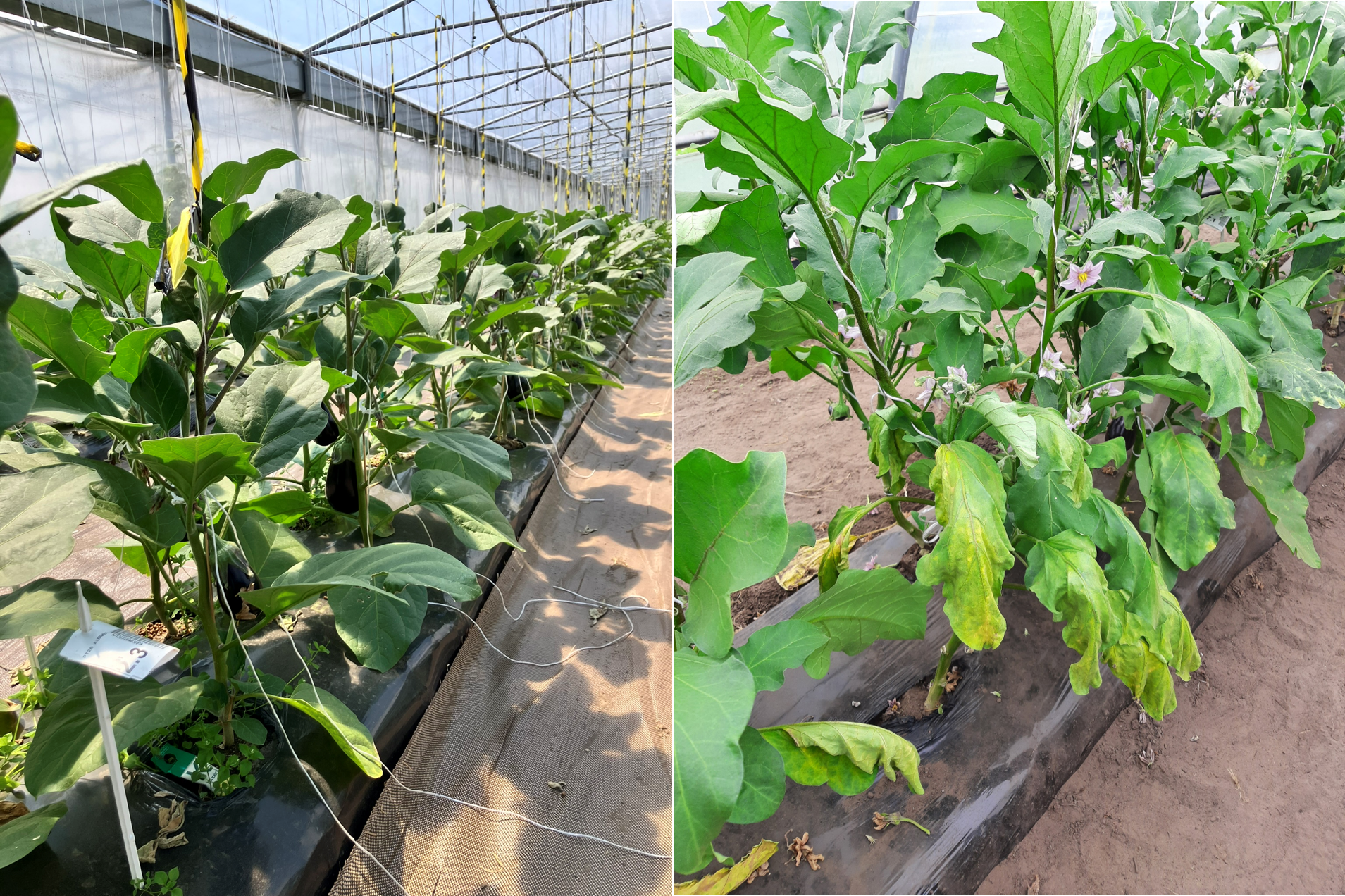 verticillium gezond vs besmet