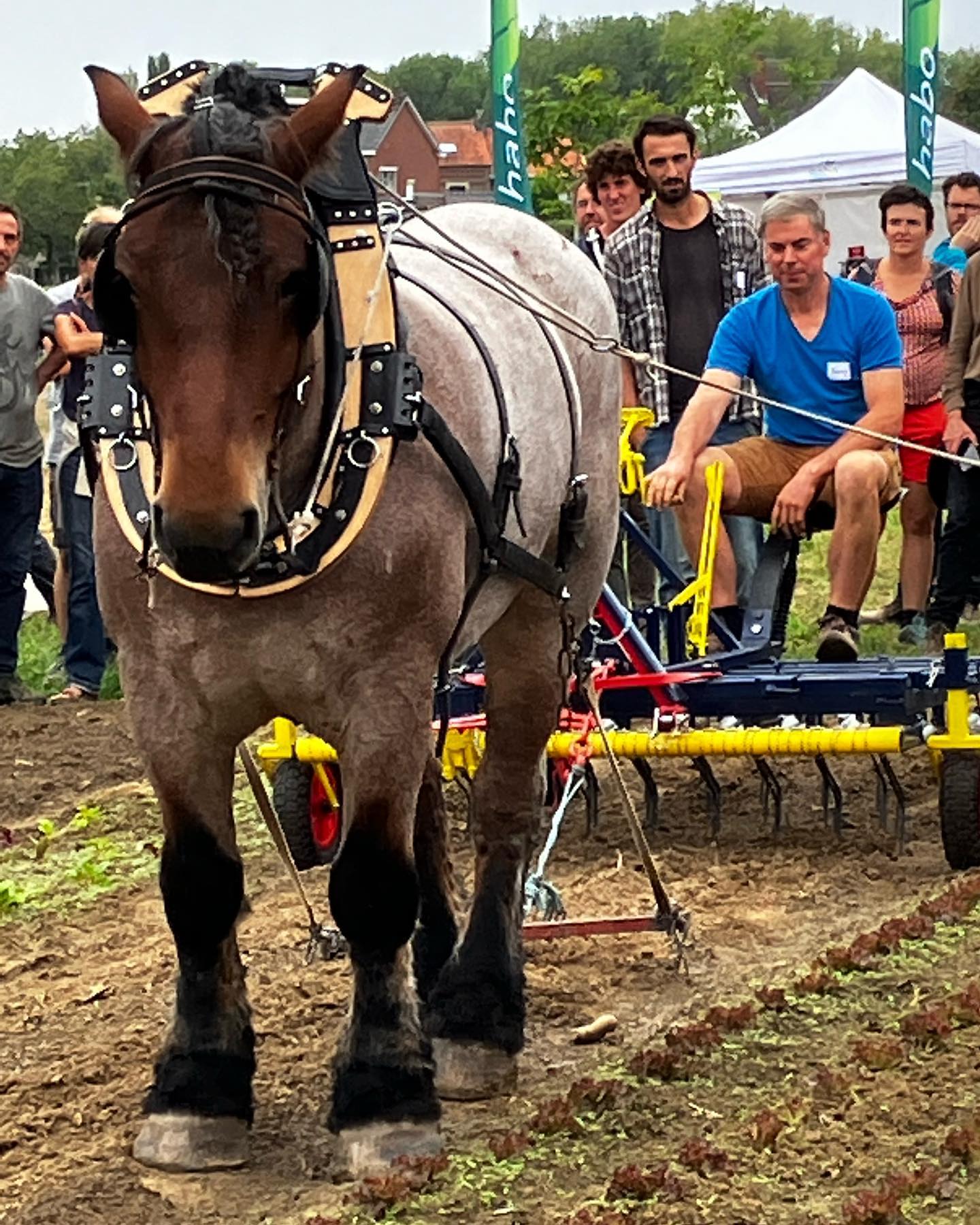 De hippowiedeg in actie