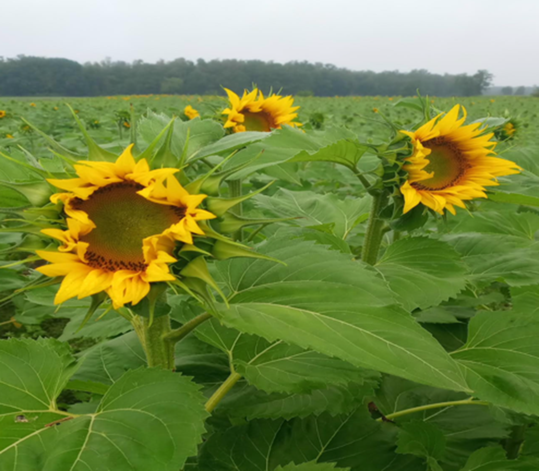 veldbezoek zonnebloem 2