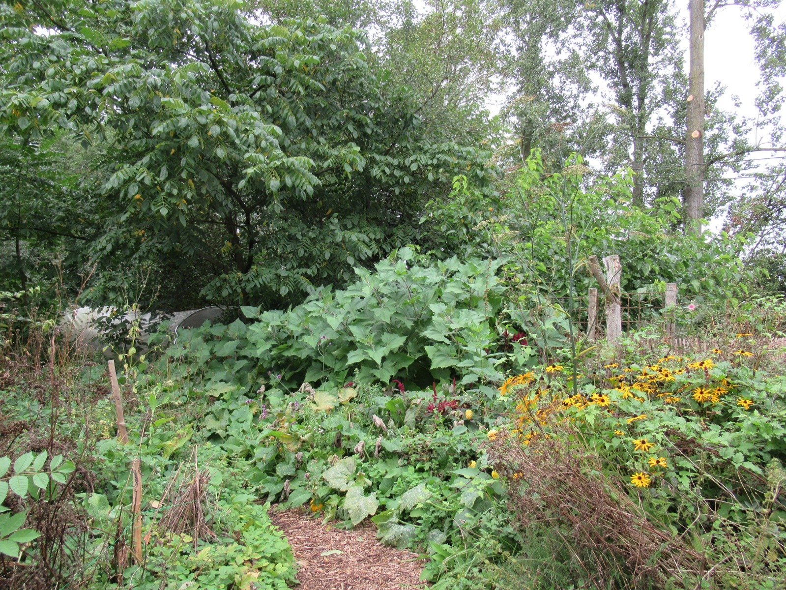 Foto: Foto van het voedselbos in Nokere. Op deze foto zie je onder andere yakon, pompoen, amaranth en wilde venkel. 