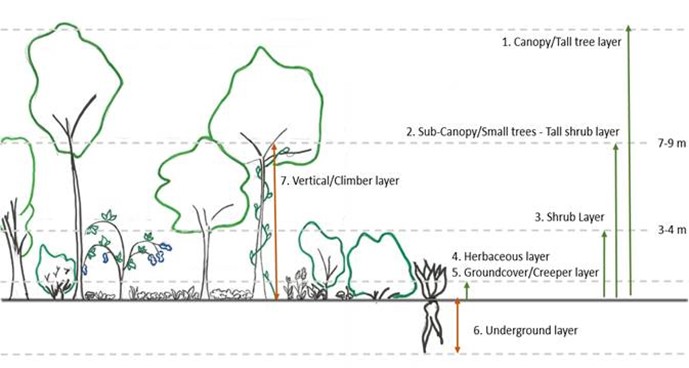Foto: De zeven verschillende vegetatielagen in een voedselbos (figuur door Annelies Loos).