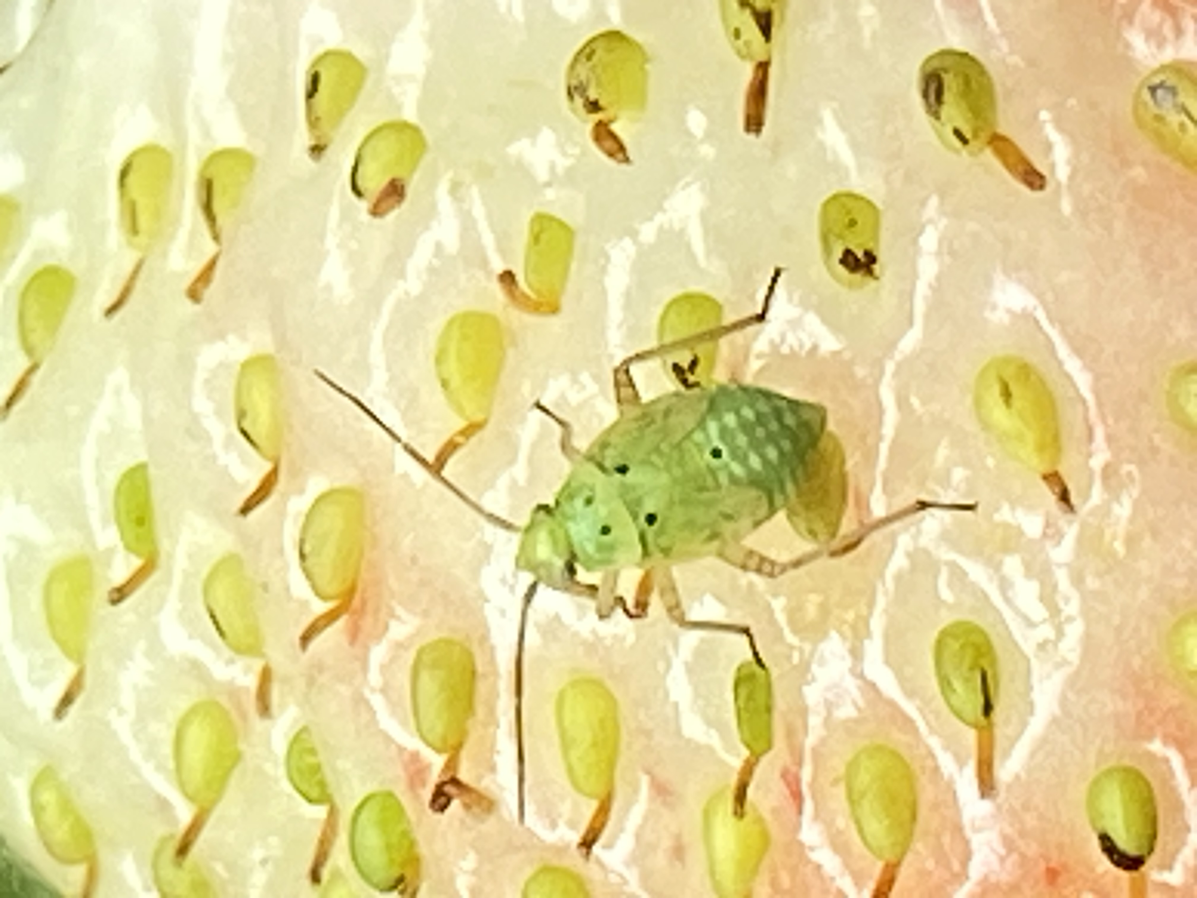 nymph