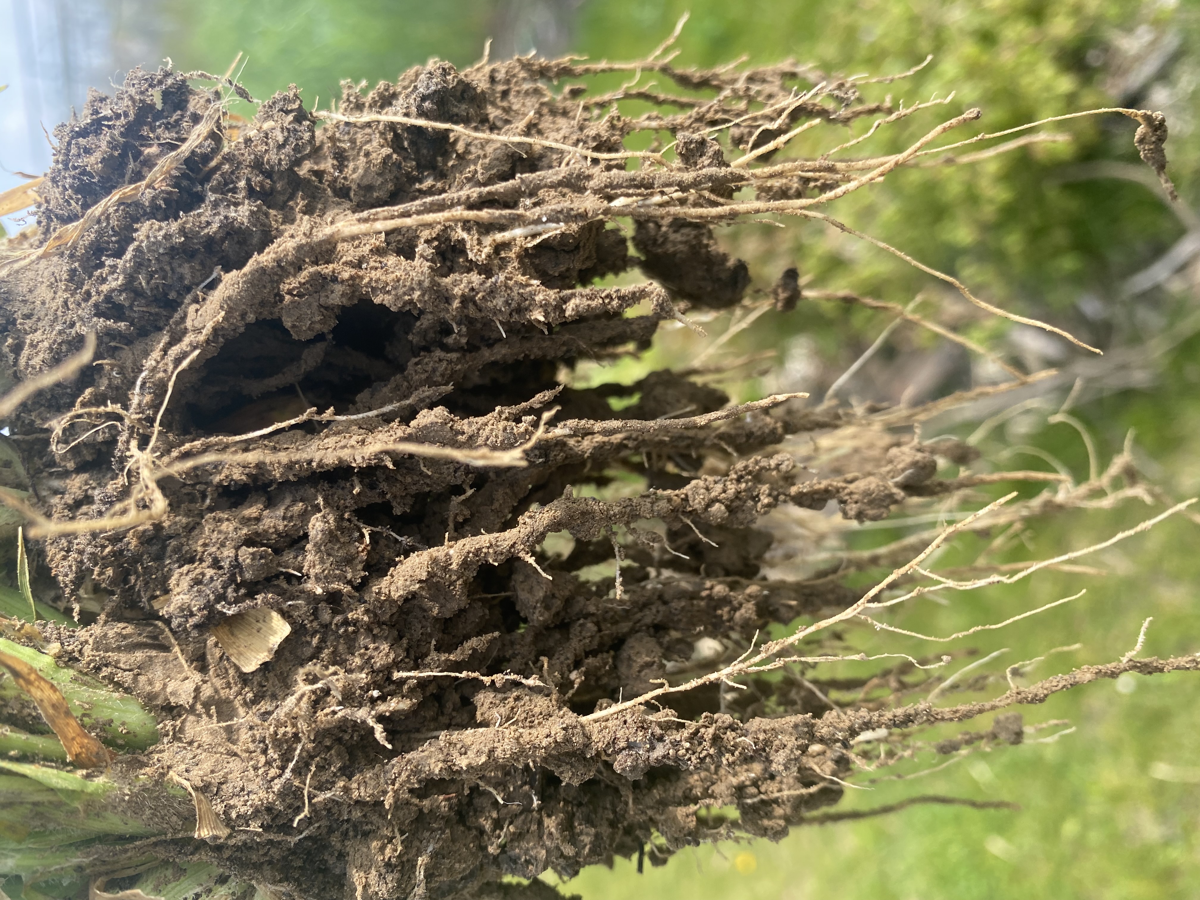 wortels met rhizosheath