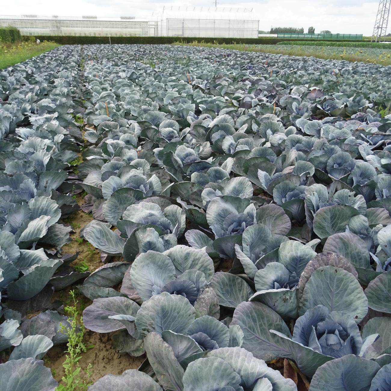 Rassenproef rode kool bio 2020: Kolen een maatje te klein na ...